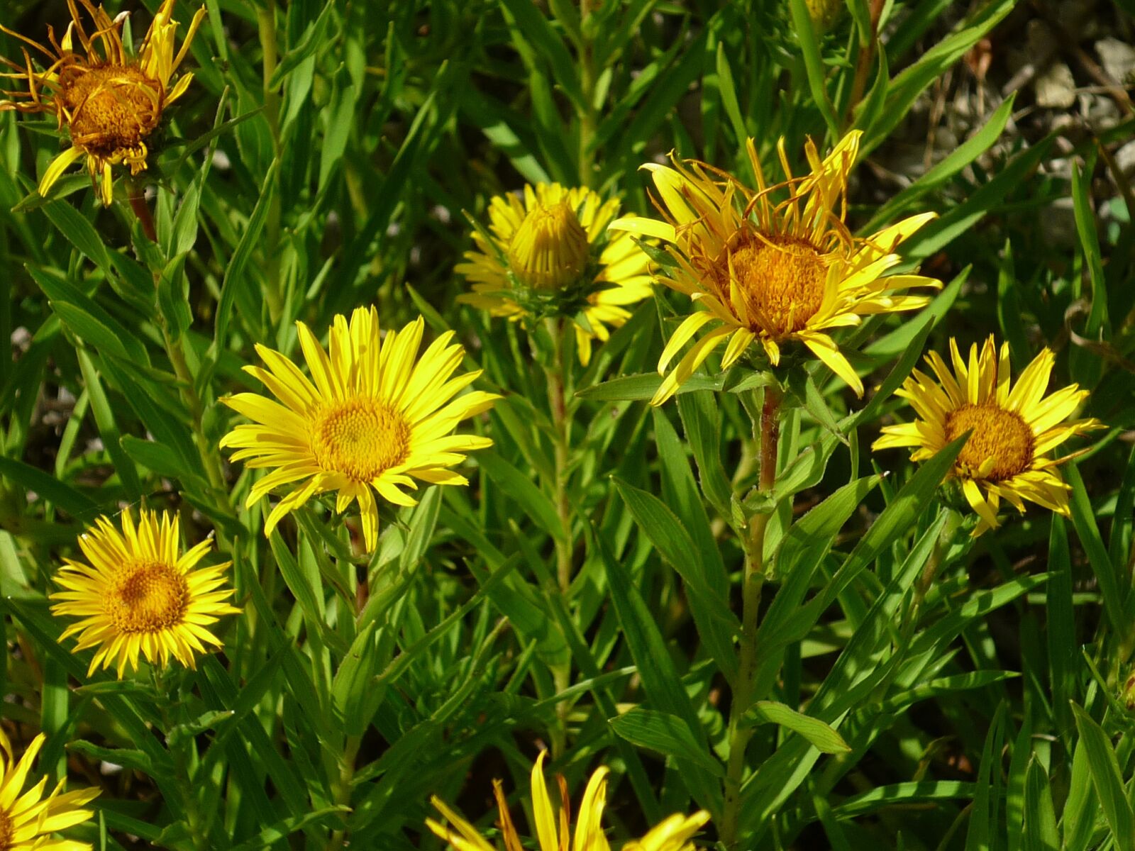 Panasonic Lumix DMC-FS6 sample photo. Coneflower, nature, smaller flowers photography