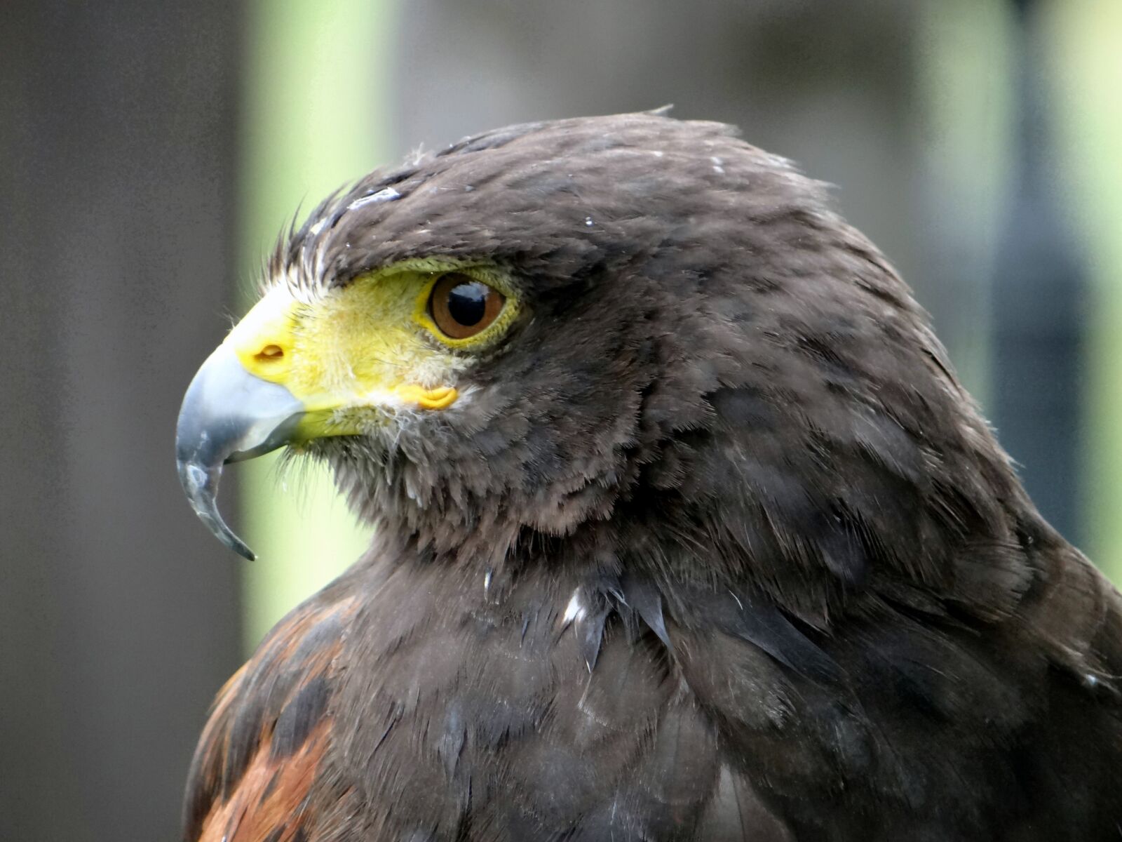 Sony DSC-HX200V sample photo. Hawk, claws, beak photography