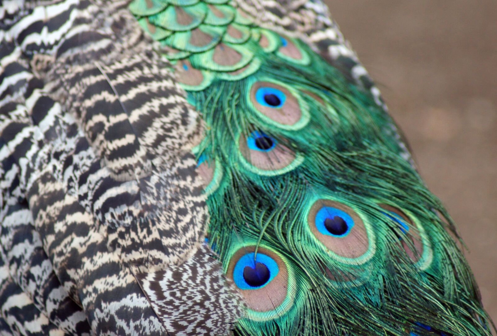 Sony SLT-A55 (SLT-A55V) sample photo. Peacock feather, animal, peacock photography