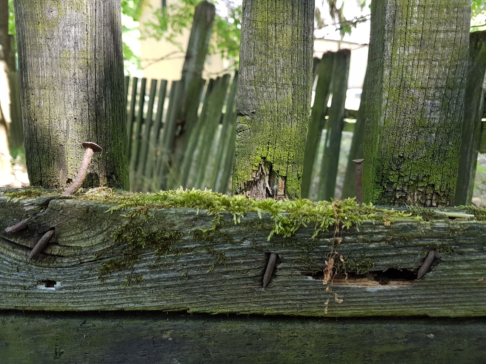 Samsung Galaxy S7 Edge sample photo. Fence, forest, park photography