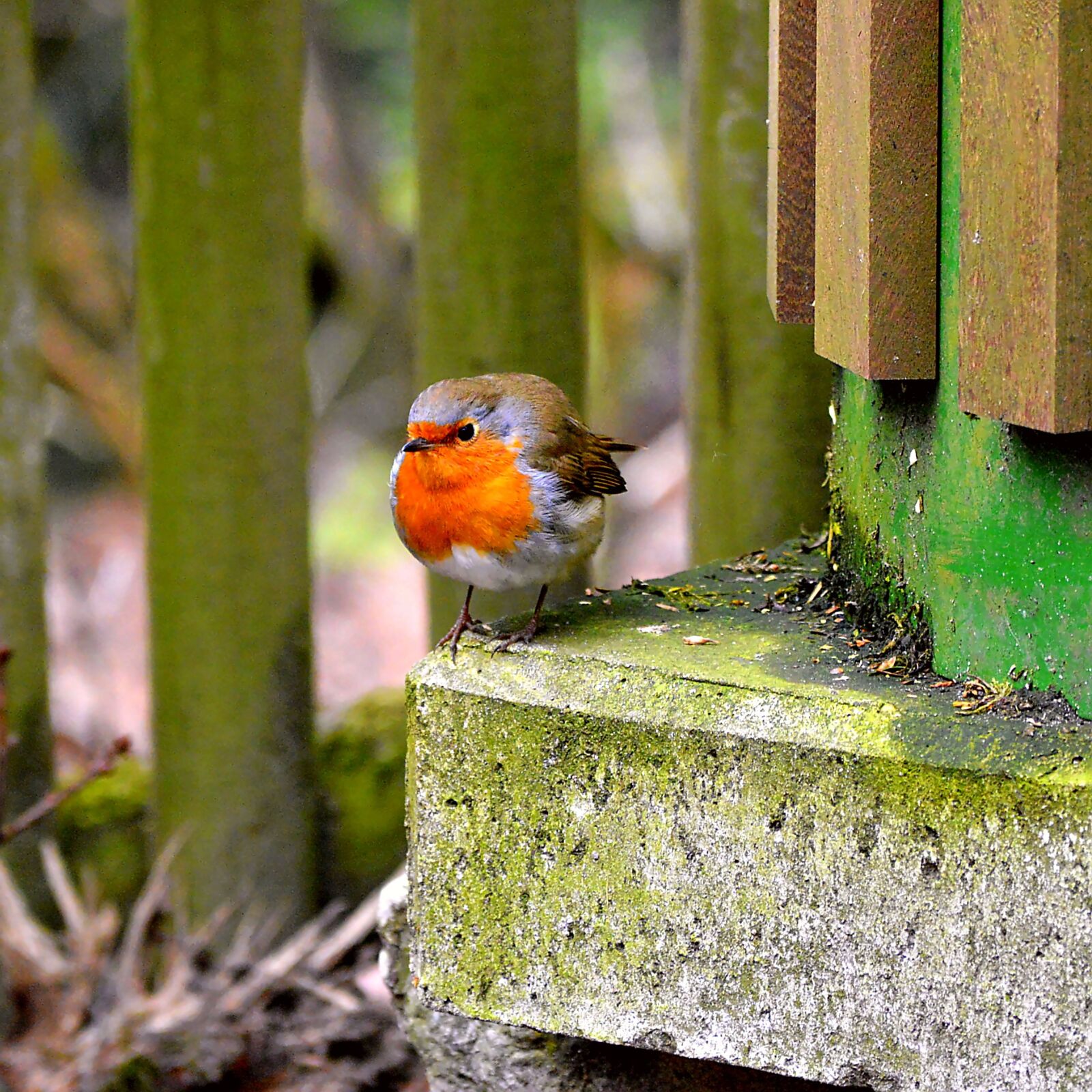 Nikon D3200 sample photo. Robin, songbird, close up photography