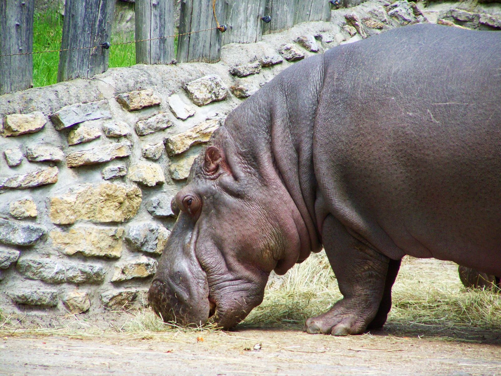 Kodak EASYSHARE ZD710 ZOOM DIGITAL CAMERA sample photo. Hippopotamus, mammal, african animals photography