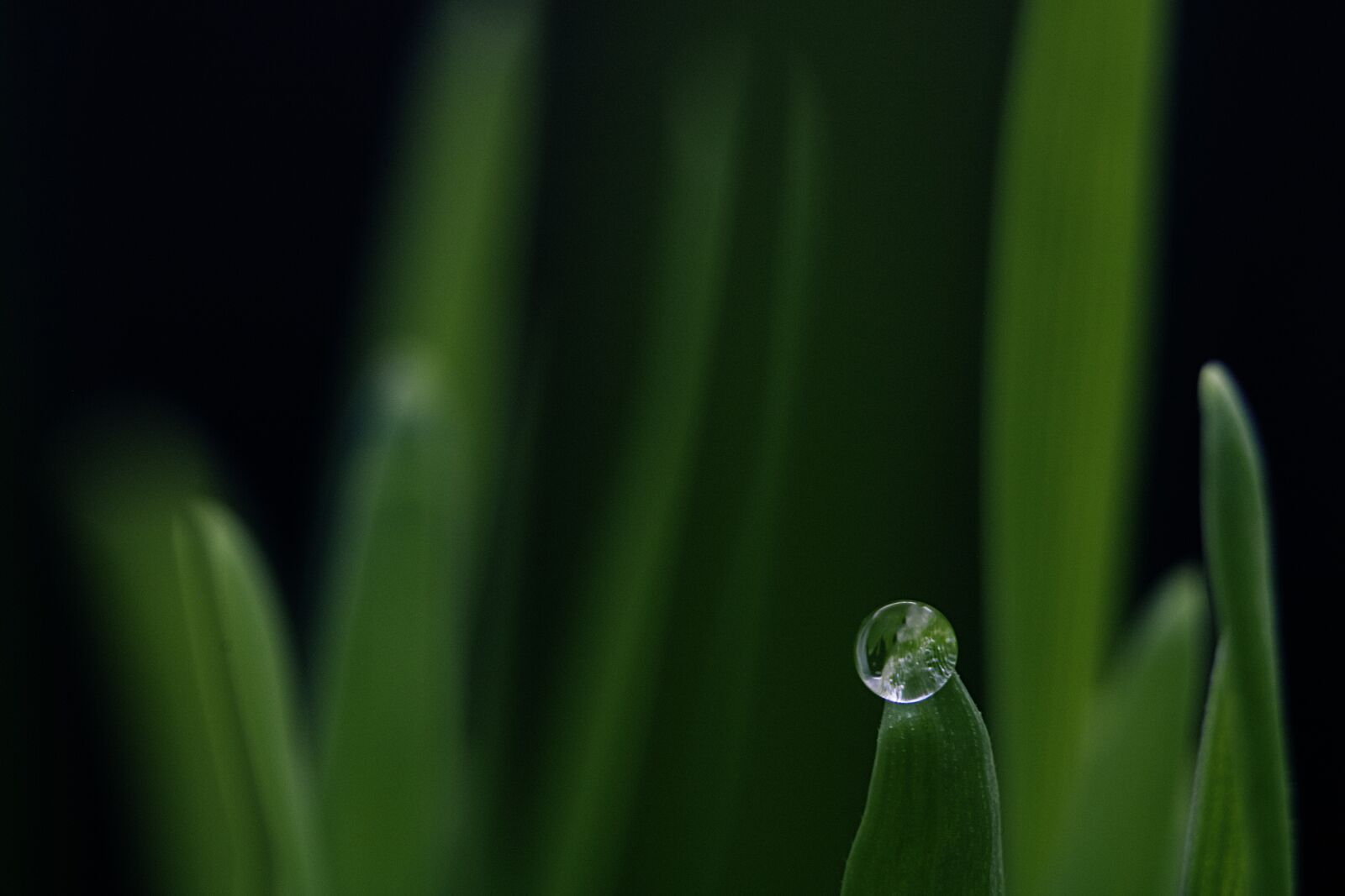 Canon EOS 750D (EOS Rebel T6i / EOS Kiss X8i) sample photo. Dew, grass, water photography