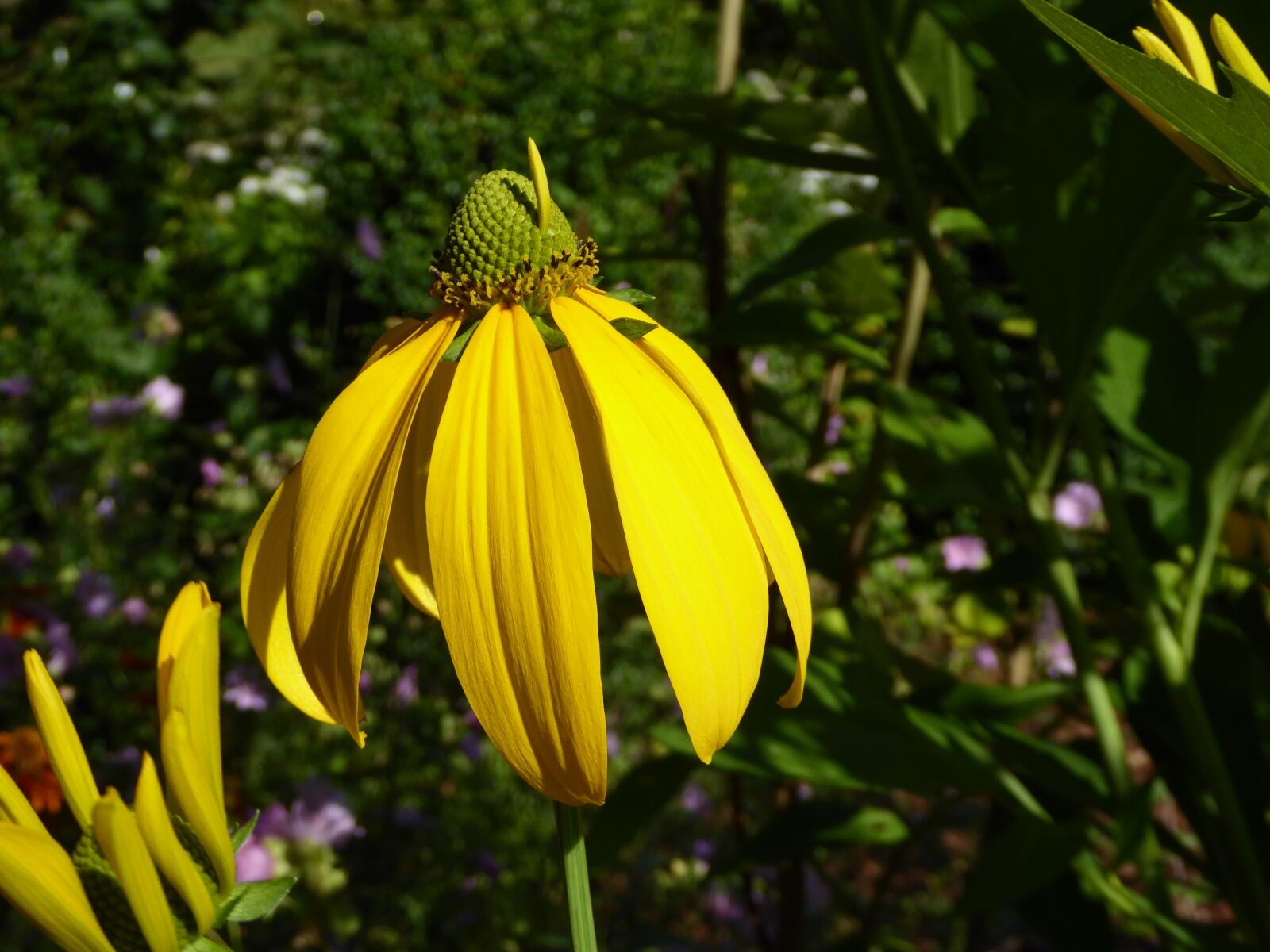Panasonic DMC-TZ61 sample photo. Summer flower, yellow, flower photography