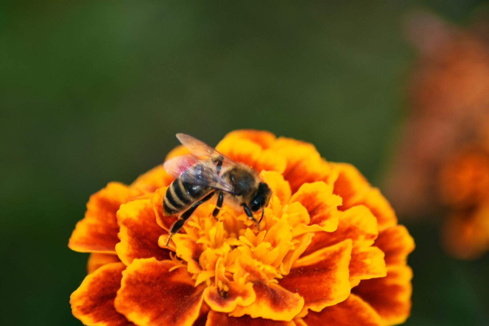 Nikon D3400 sample photo. Wasp, flower, garden photography