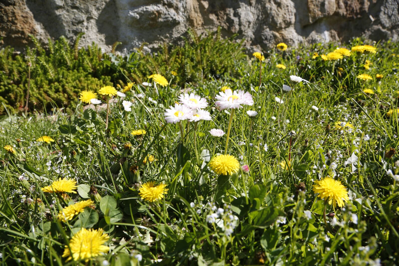 Canon EF 24-105mm F4L IS USM sample photo. Flowers, dandelion, yellow photography