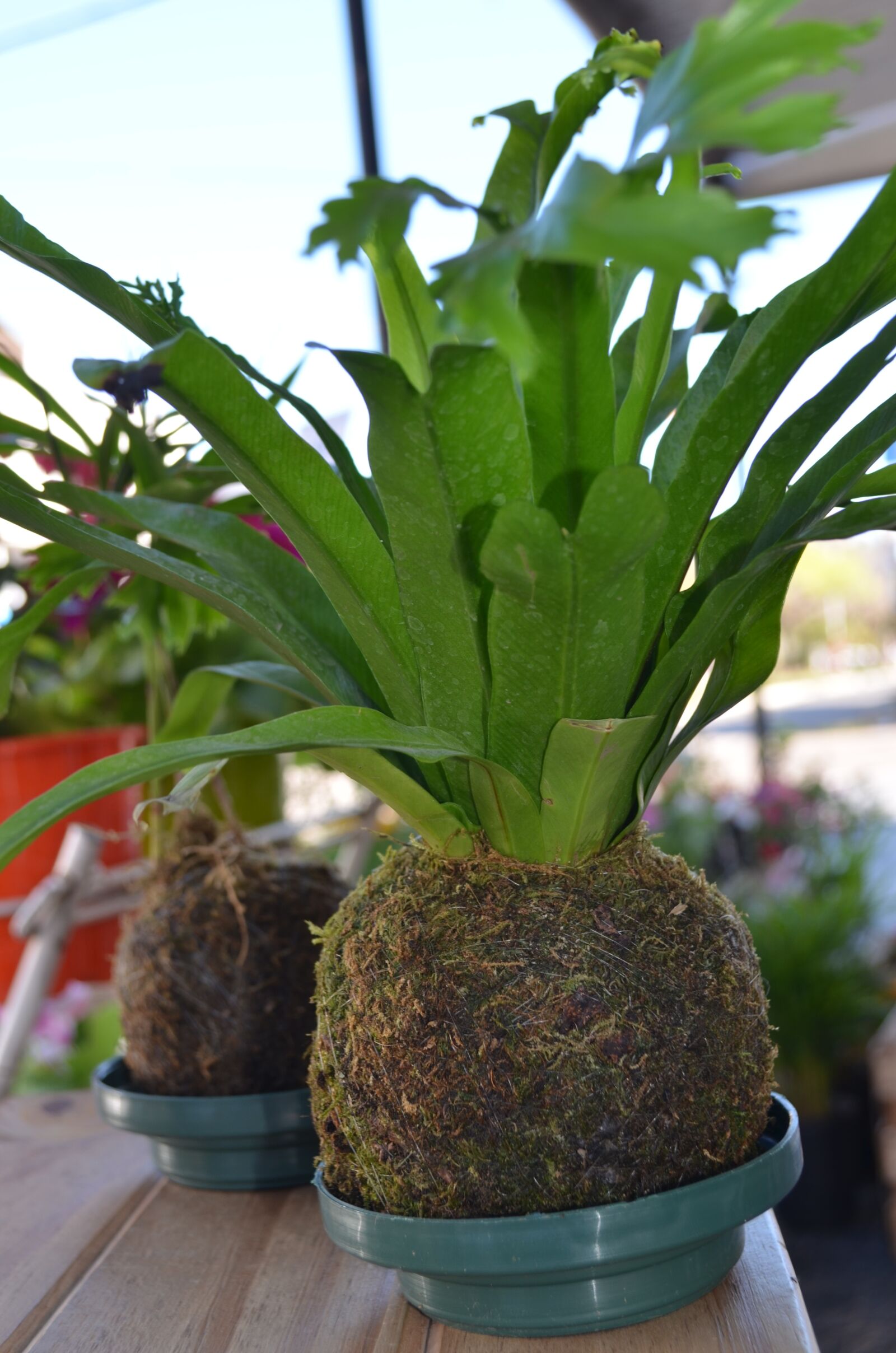 Nikon D5100 sample photo. Kokedama, florist, spring photography