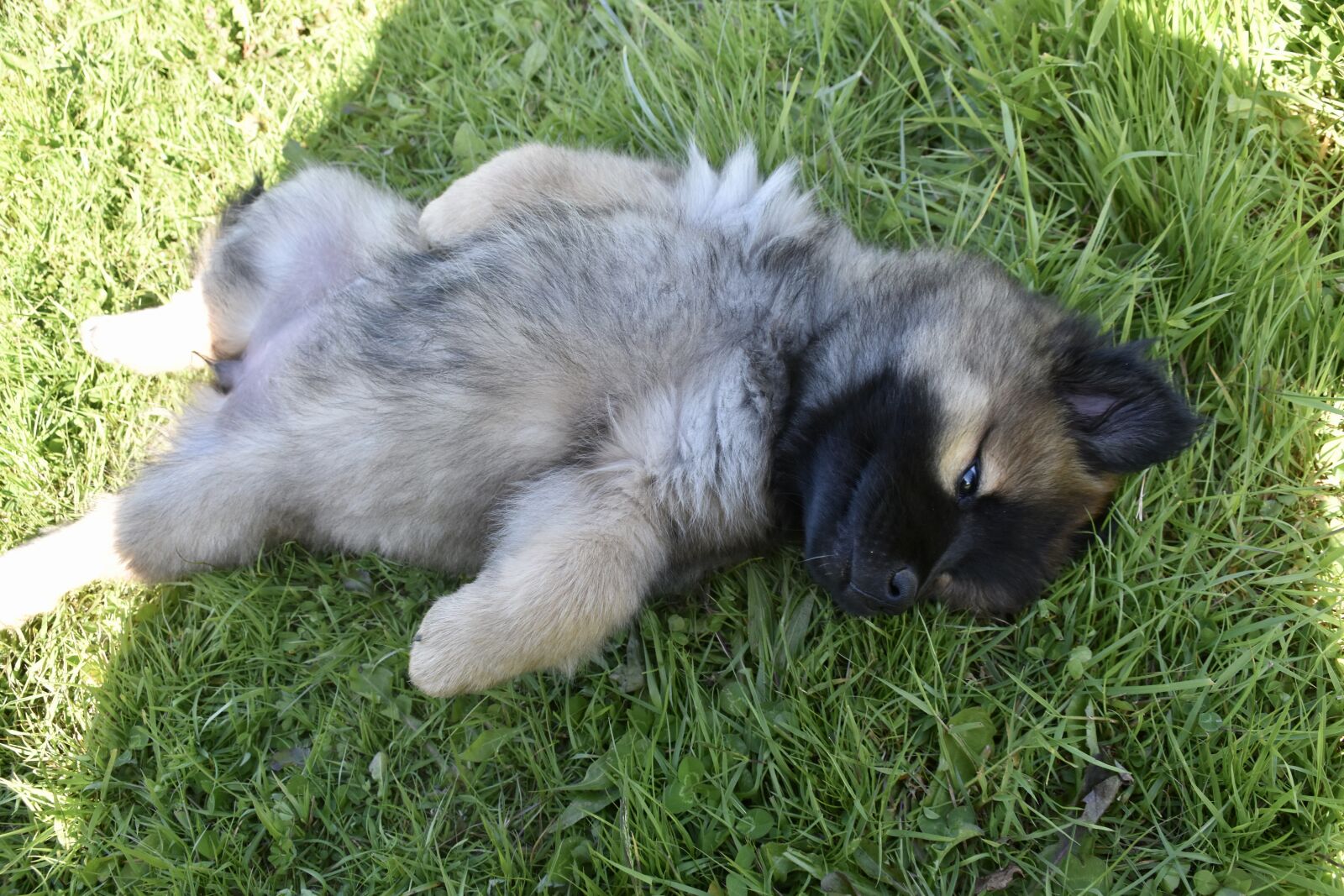 Nikon D5600 sample photo. Dog, puppy, bitch shore photography