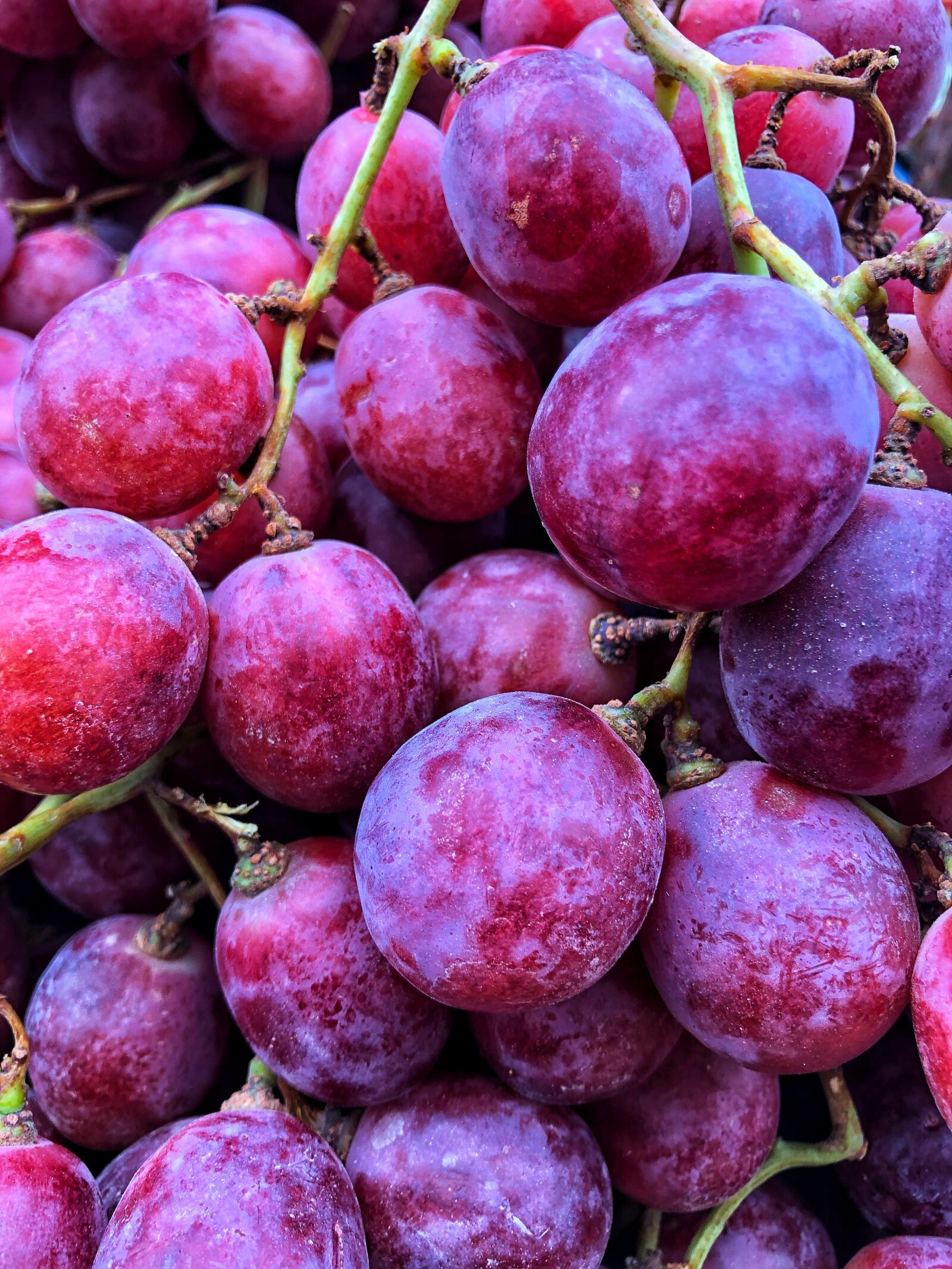 Apple iPhone 8 Plus sample photo. Grapes, fruit, vineyard photography