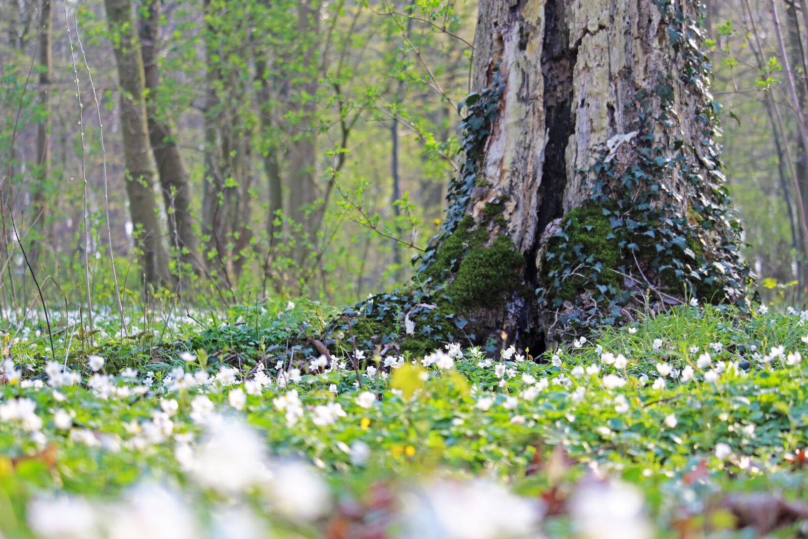Canon EF-S 55-250mm F4-5.6 IS STM sample photo. Wood anemone, forest flower photography