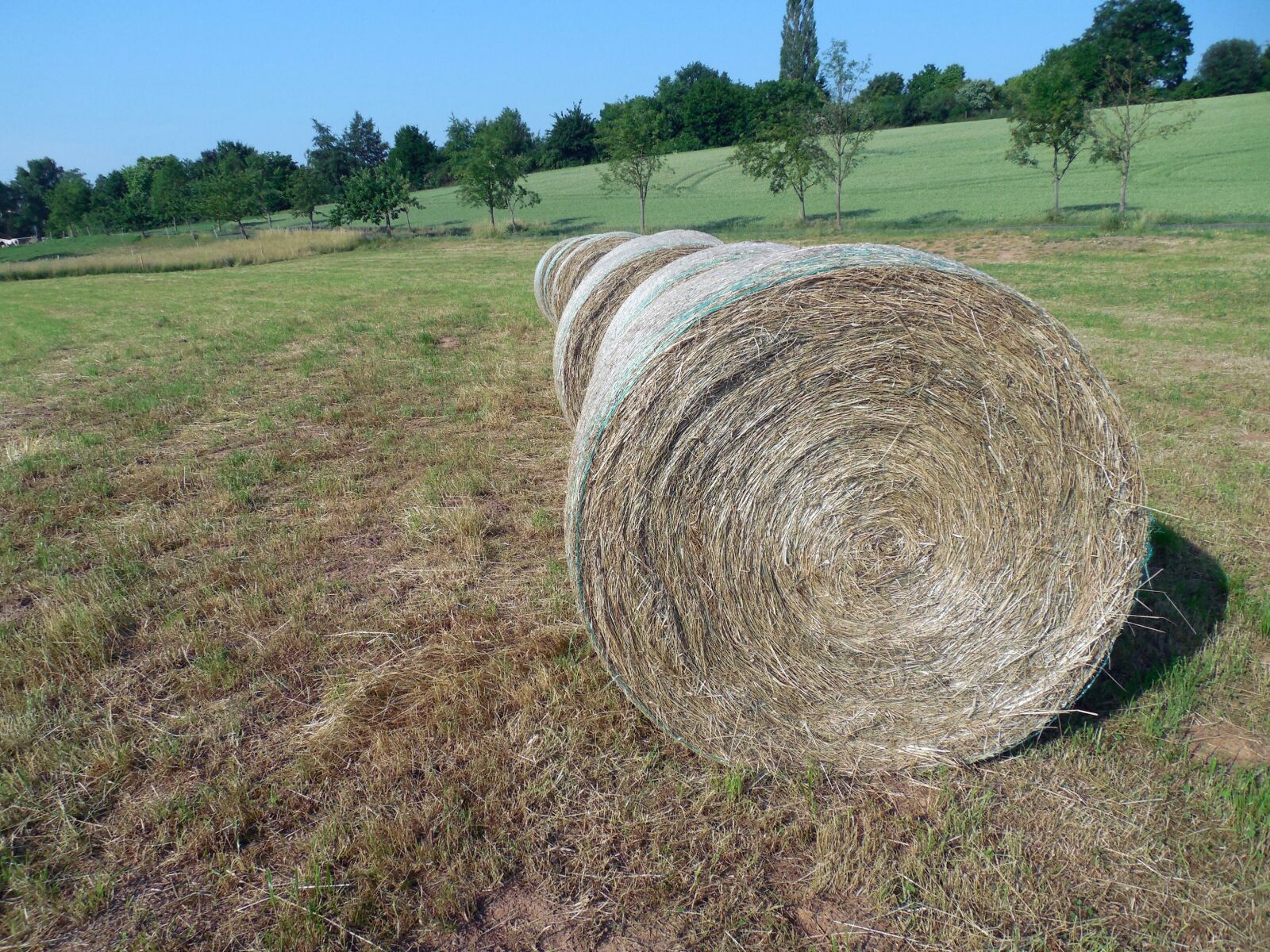 Nikon COOLPIX L620 sample photo. Straw, straw bales, round photography