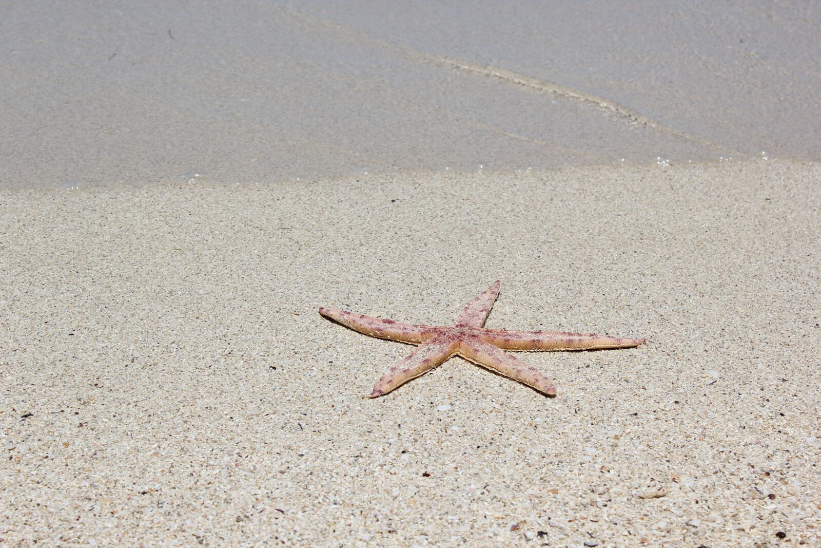 Canon EOS 550D (EOS Rebel T2i / EOS Kiss X4) sample photo. Sea star, lagoon, beach photography