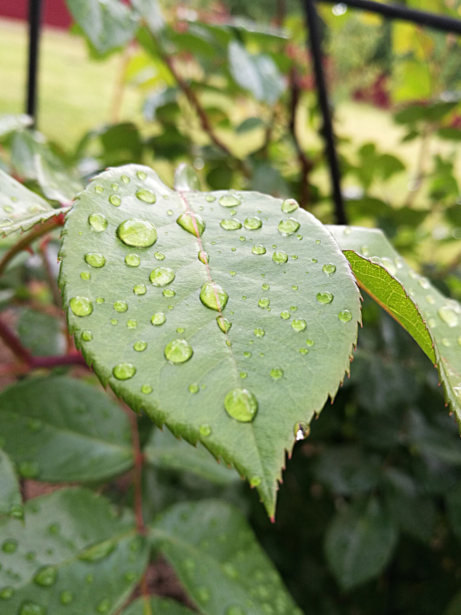 HUAWEI P9 sample photo. Drops, water, rain photography