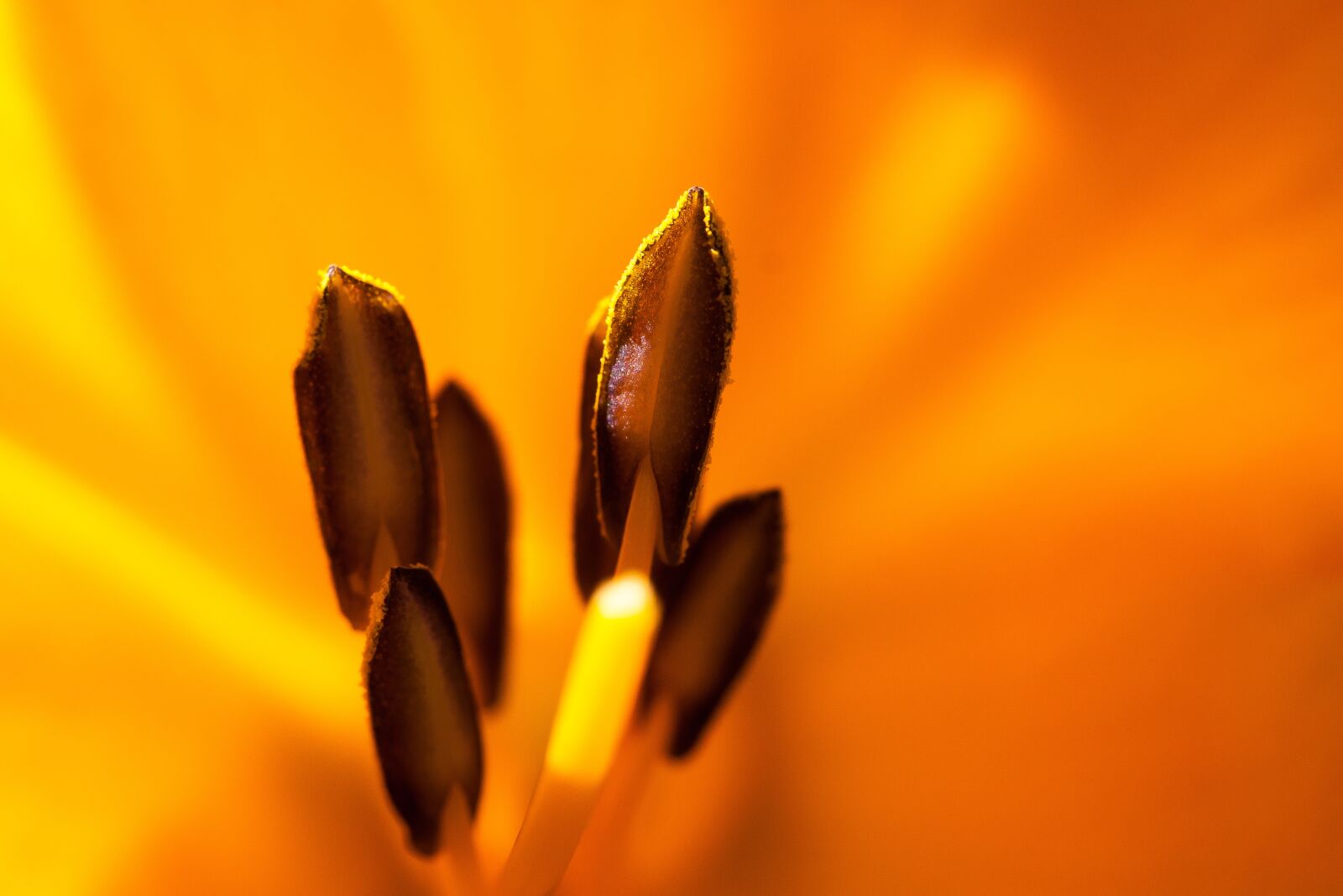 Canon EOS 50D sample photo. Daylily, hemerocallis, day lily photography