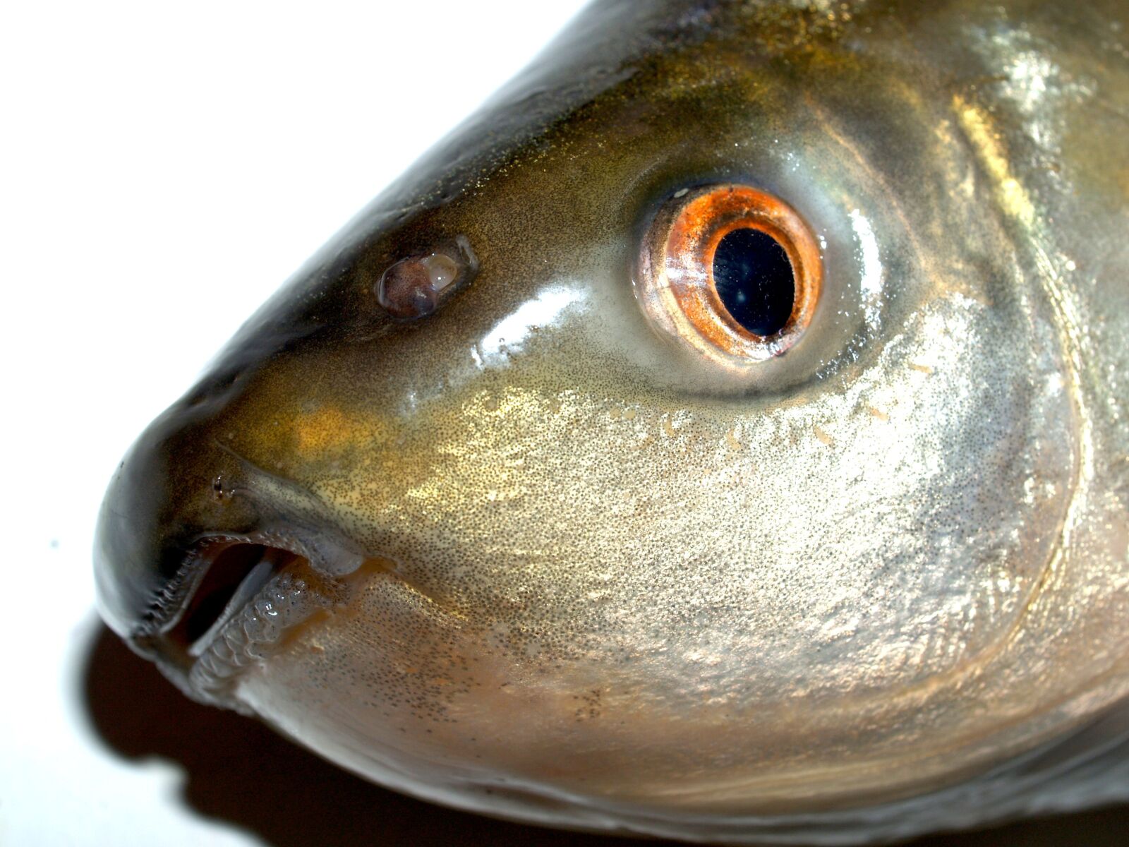 Olympus E-300 (EVOLT E-300) sample photo. Fish, carp, meal photography