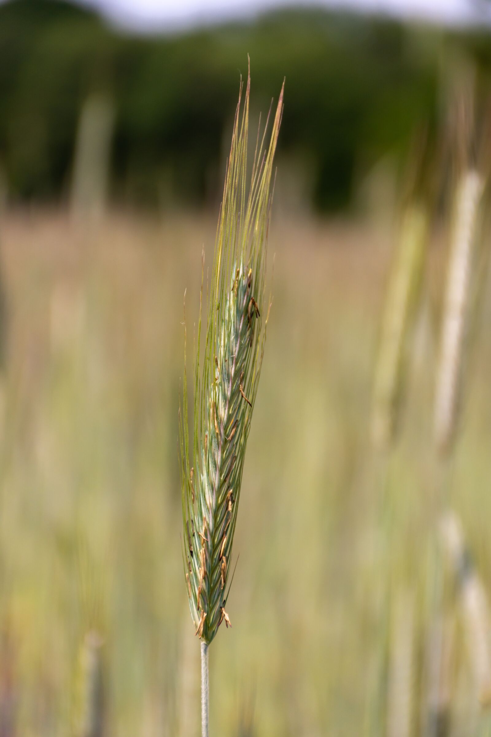 Nikon D7200 sample photo. Nature, wheat, spring photography