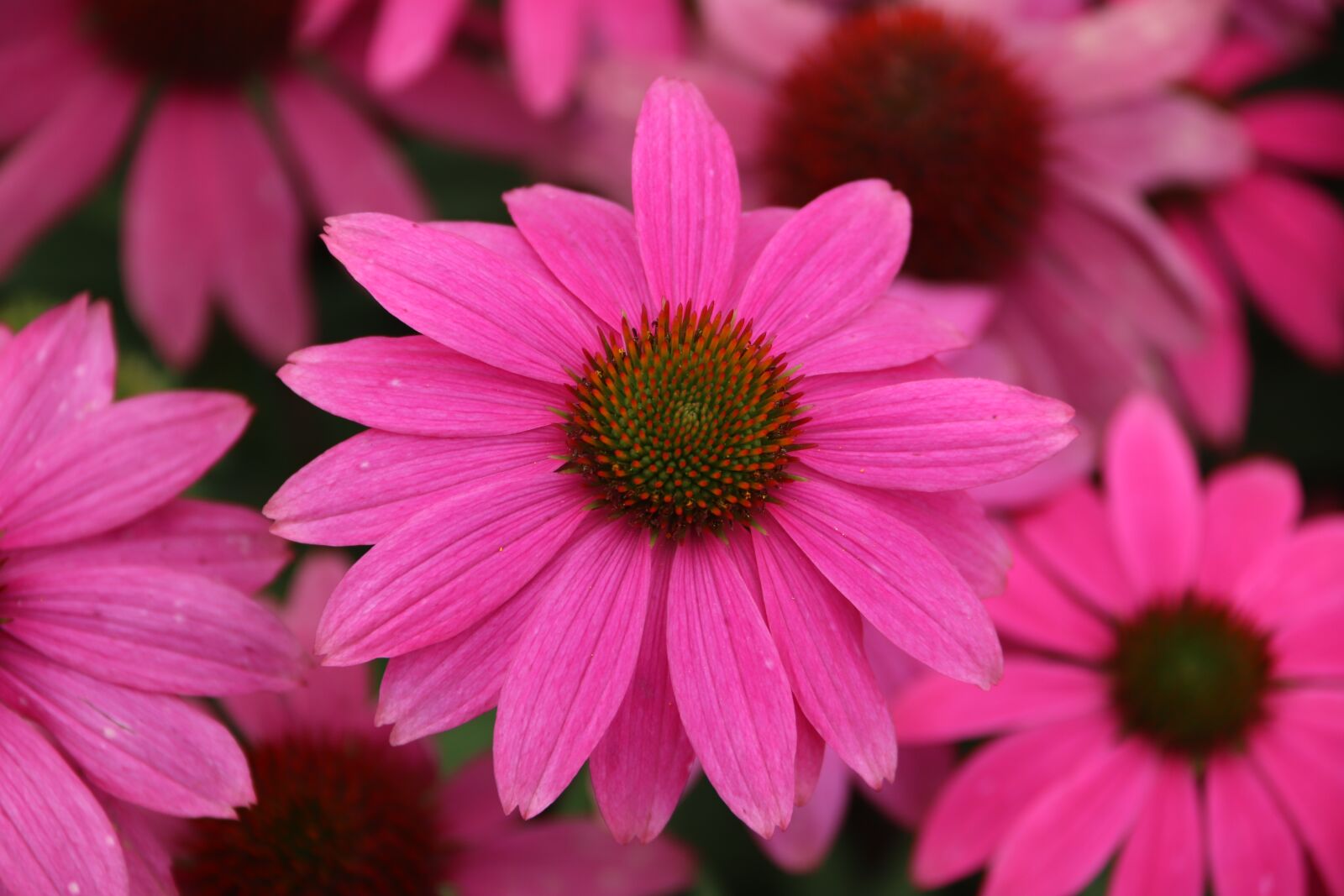 Canon EOS 800D (EOS Rebel T7i / EOS Kiss X9i) sample photo. Coneflower, cone flower, flowers photography