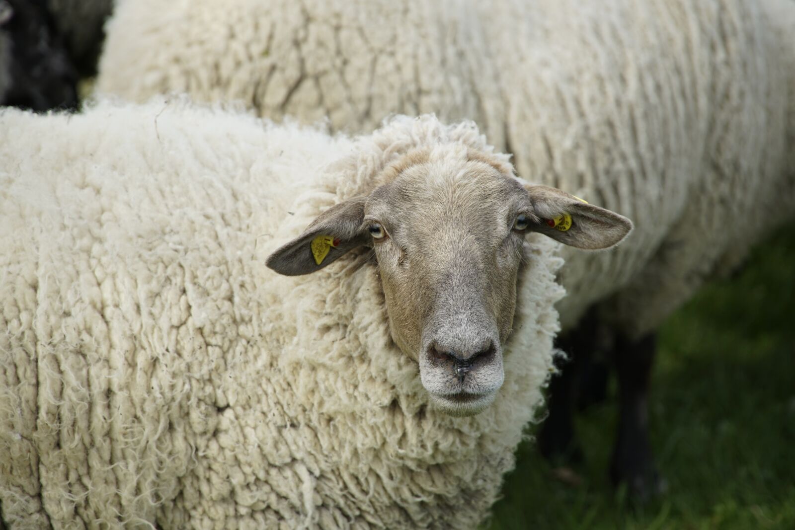 Sony a7R II sample photo. White, sheep, wool photography