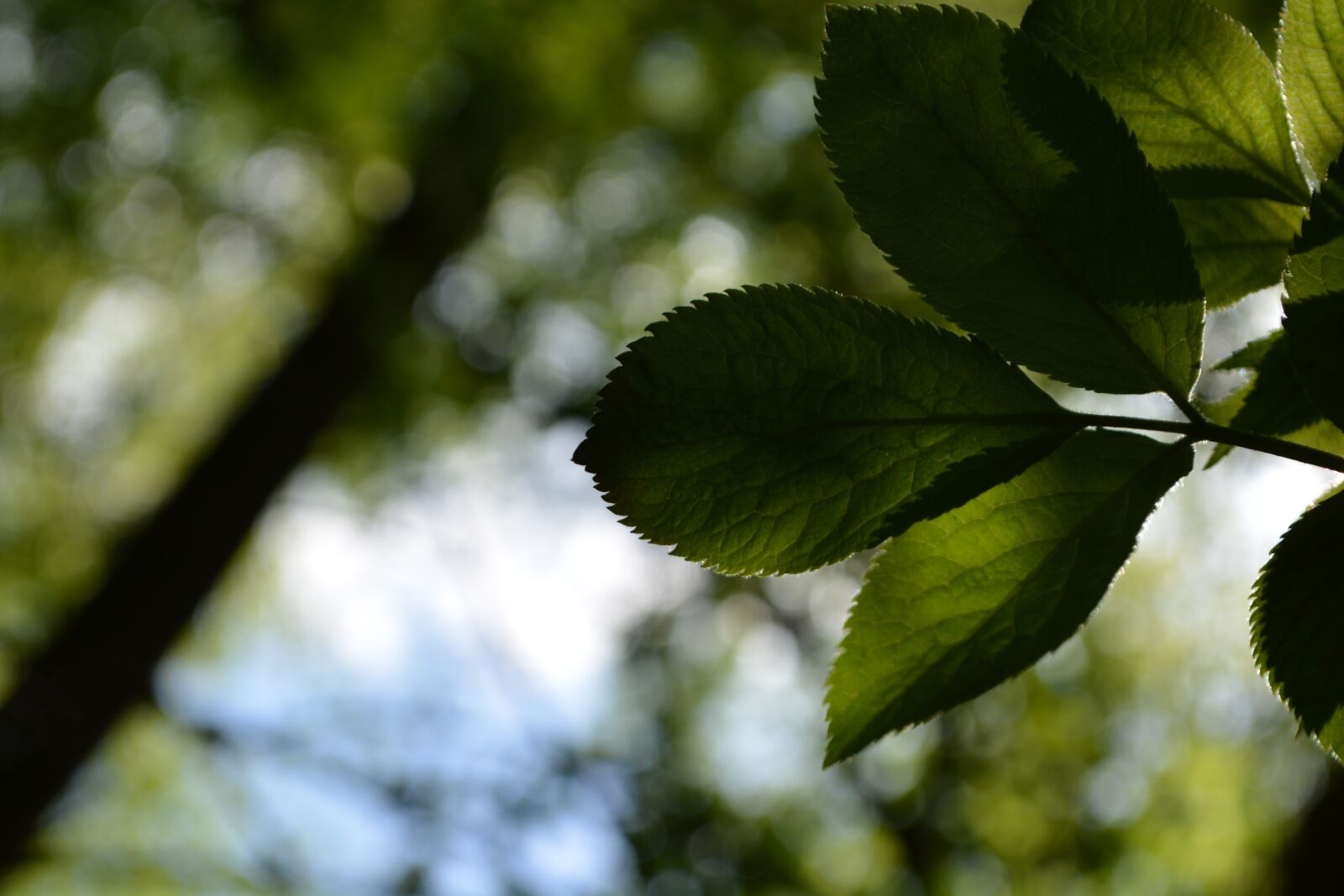 Nikon D5200 sample photo. Leaves, nature, forest photography
