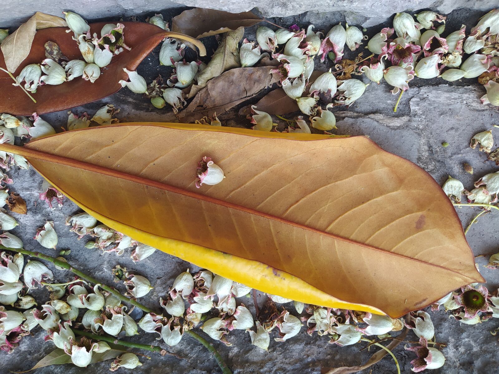 Xiaomi Redmi Note 8 sample photo. Leaf, spring, leaves photography