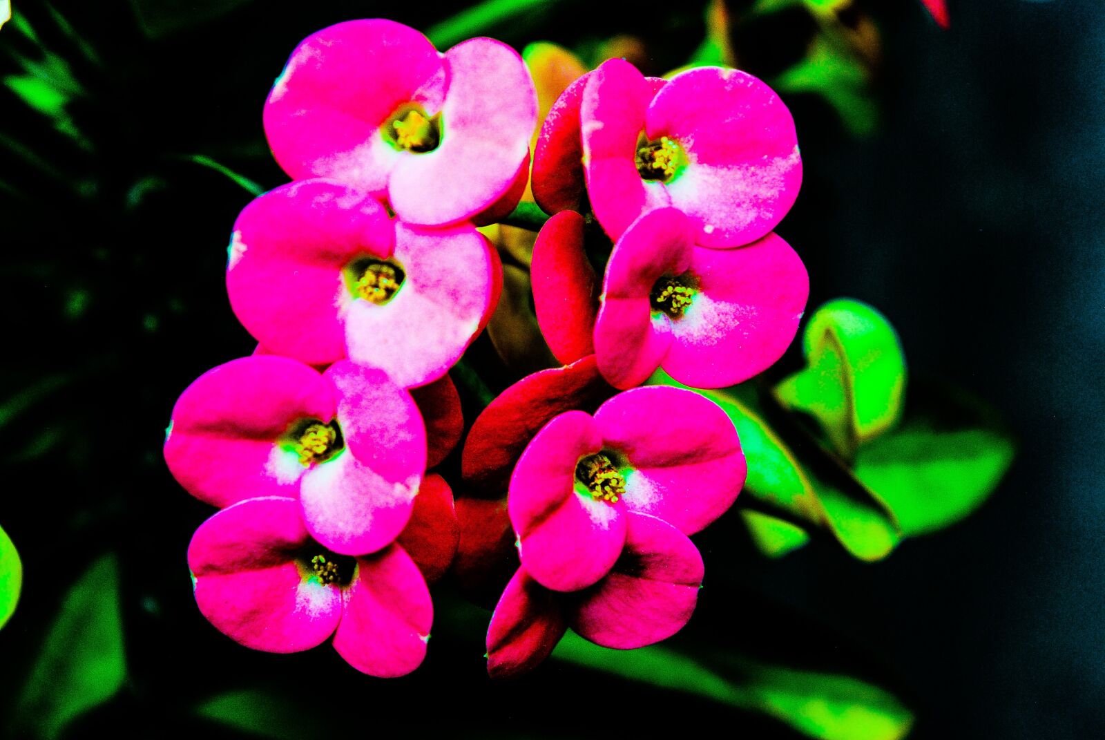Nikon D3000 sample photo. Euphorbia milii, christ crown photography