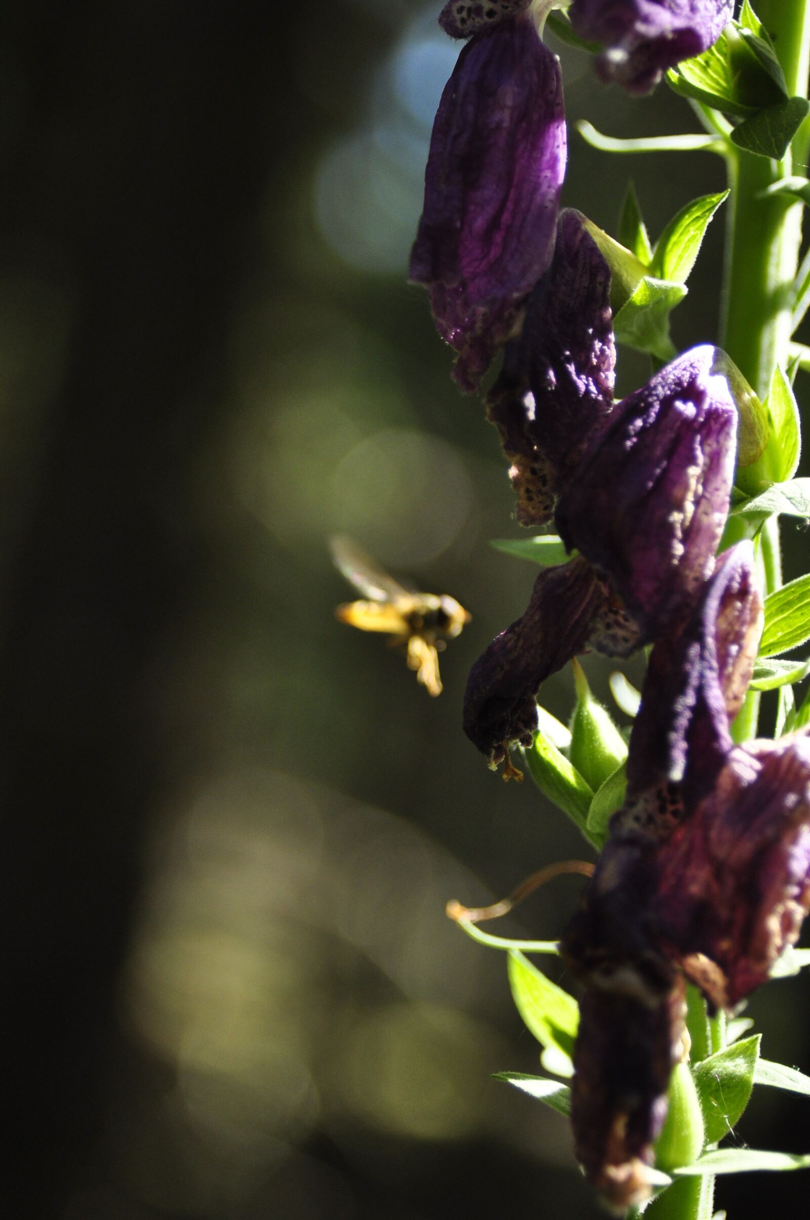 Nikon D90 sample photo. Bee, flowers, forest photography