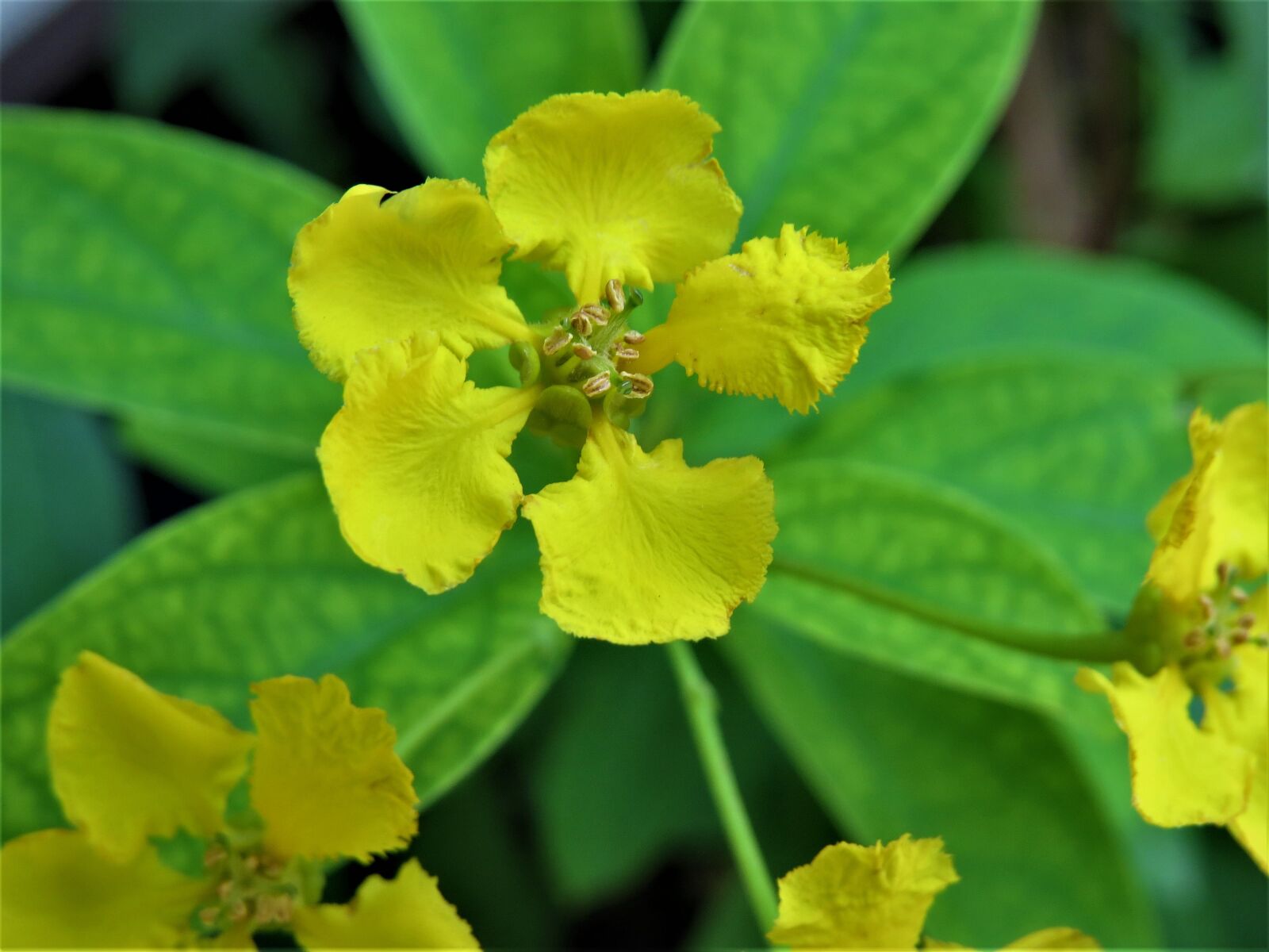 Canon PowerShot SX50 HS sample photo. Flower, yellow, green photography