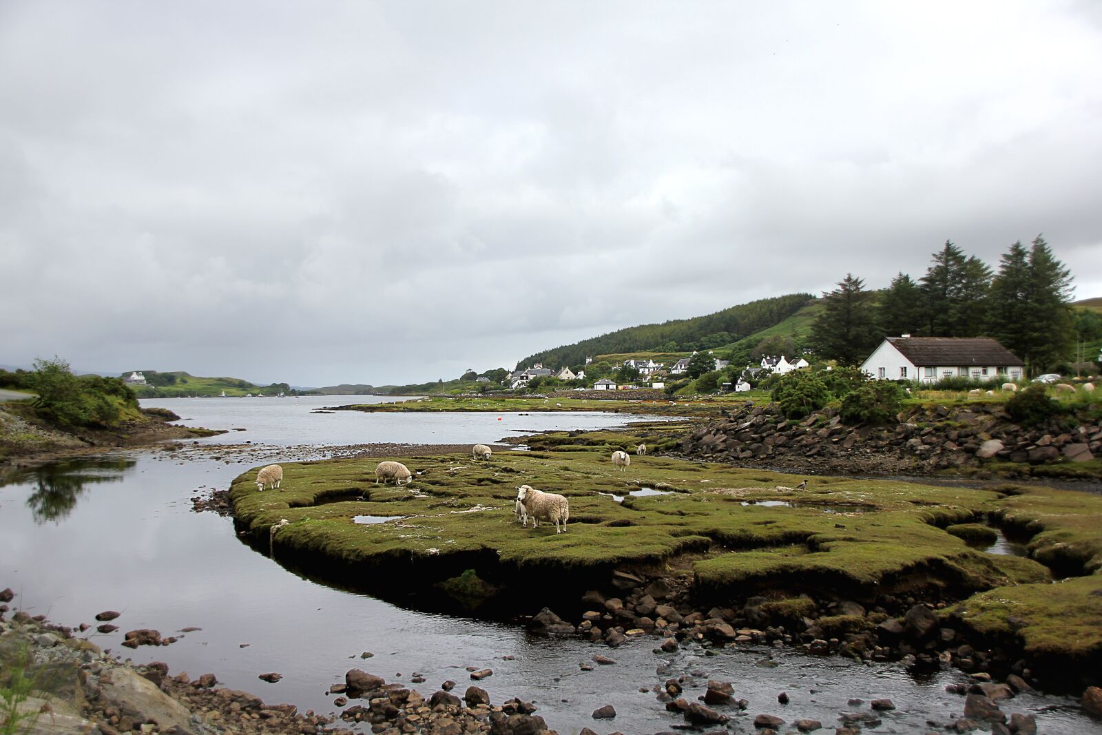 Canon EOS 550D (EOS Rebel T2i / EOS Kiss X4) sample photo. Scotland, sheep, clouds photography