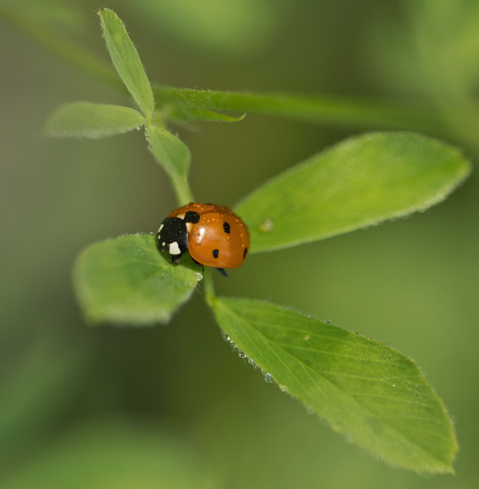 Sony SLT-A77 sample photo. Ladybug, beetle, insect photography