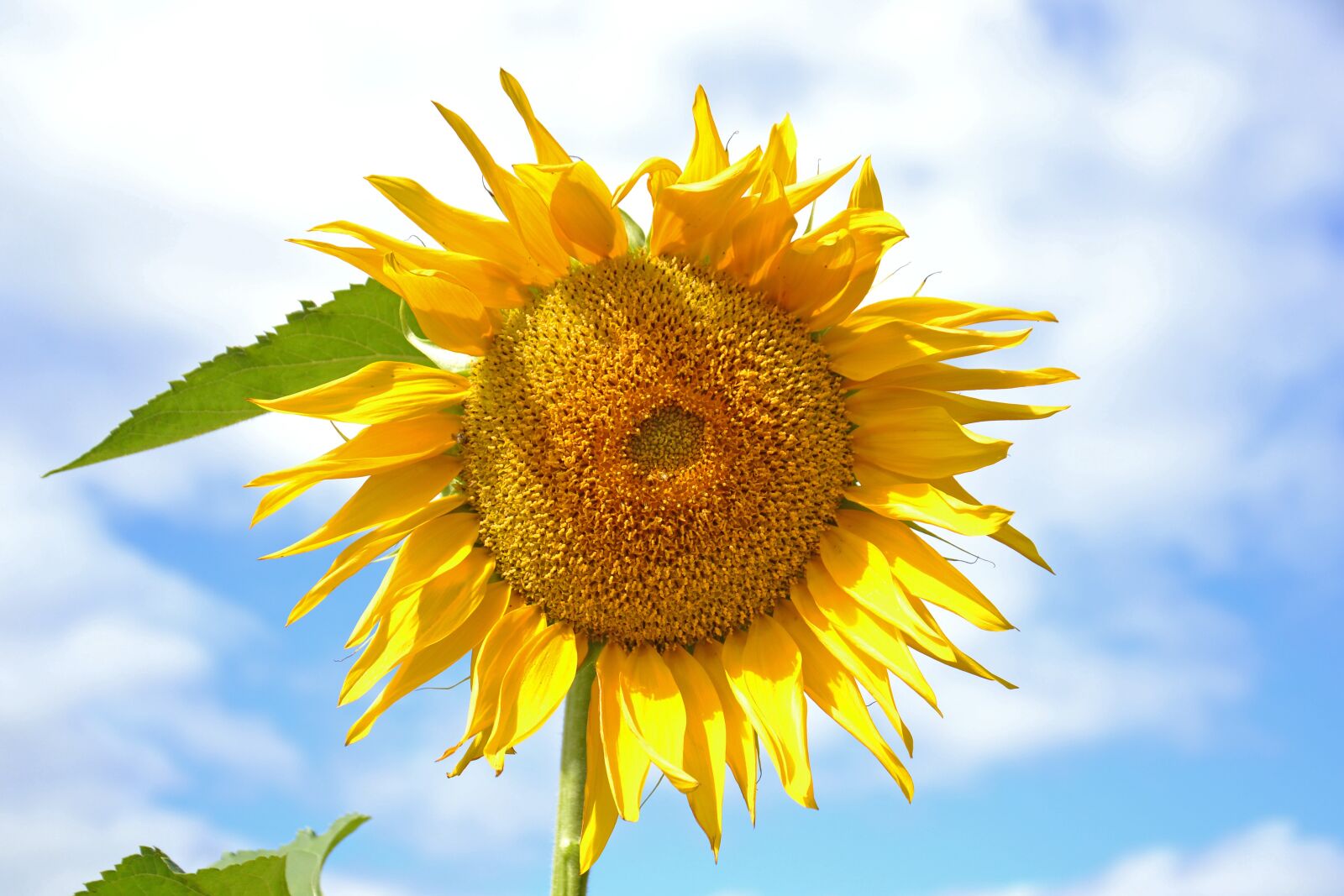Nikon D3100 sample photo. Sunflower, plant, yellow photography