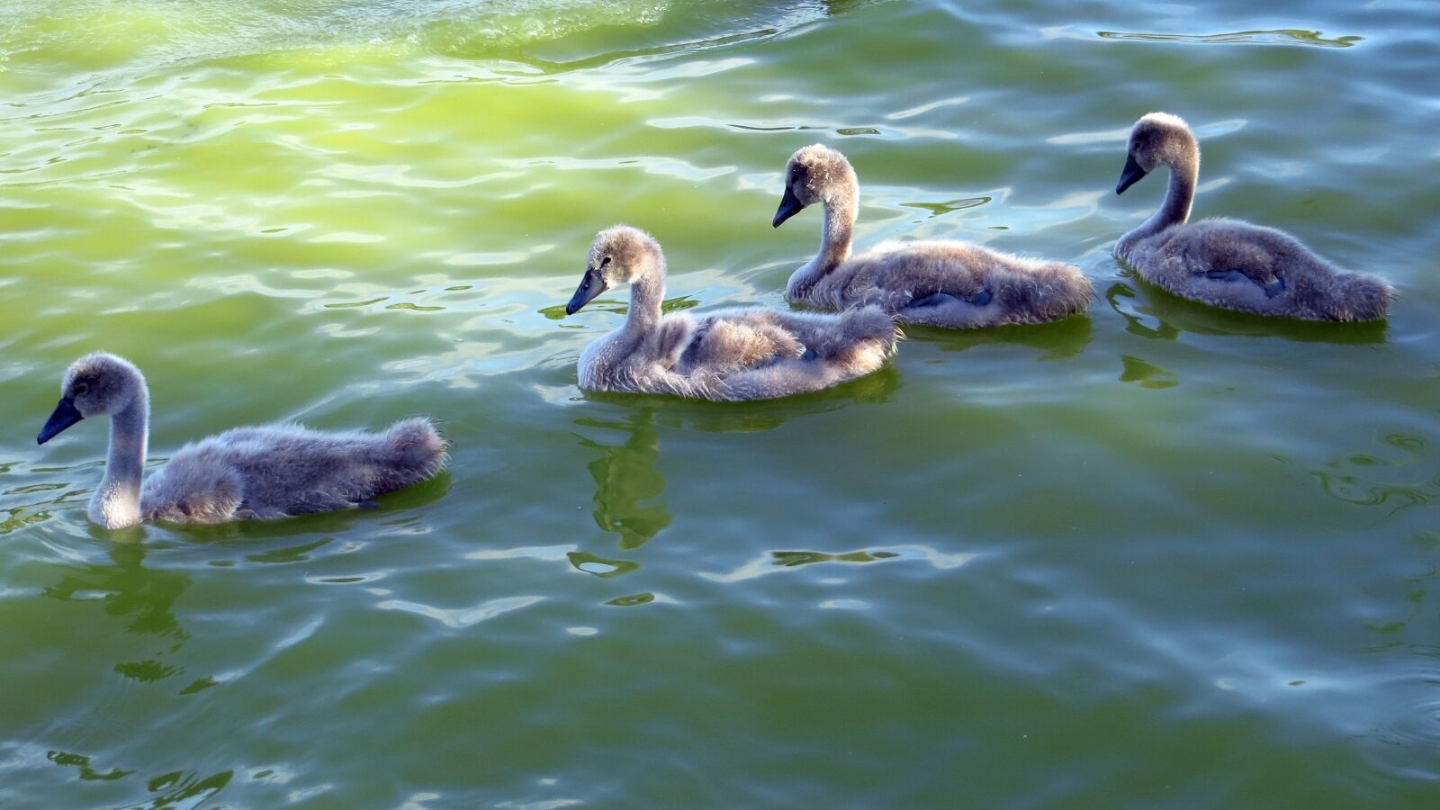 Canon PowerShot SX240 HS sample photo. Swan, bird, water photography