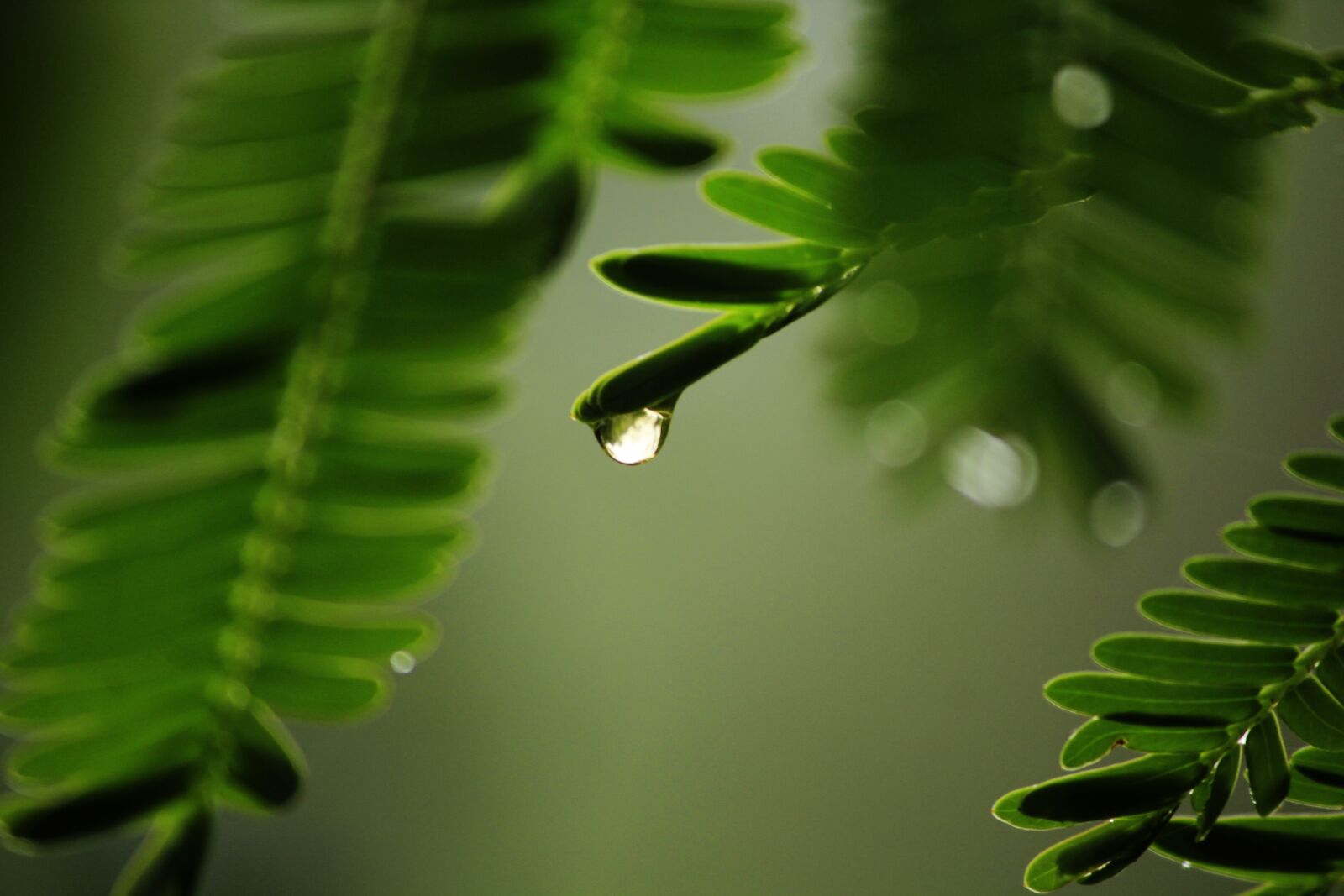 Canon EOS 550D (EOS Rebel T2i / EOS Kiss X4) sample photo. Water, nature, rain photography