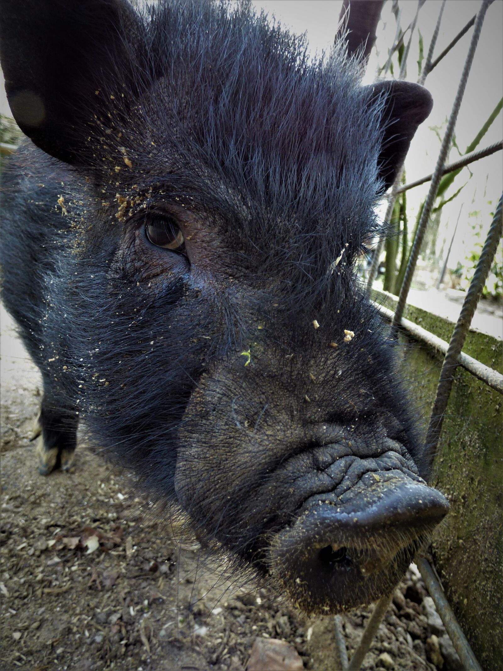 Panasonic DMC-FZ72 sample photo. Boar, launchy, animal portrait photography