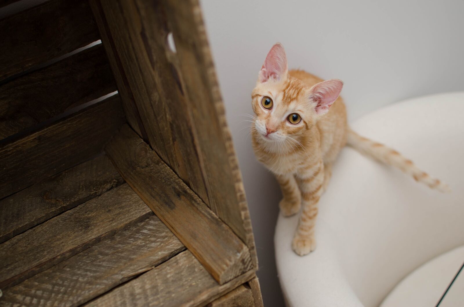 Nikon D7000 sample photo. Cat, domestic cat, dachowiec photography