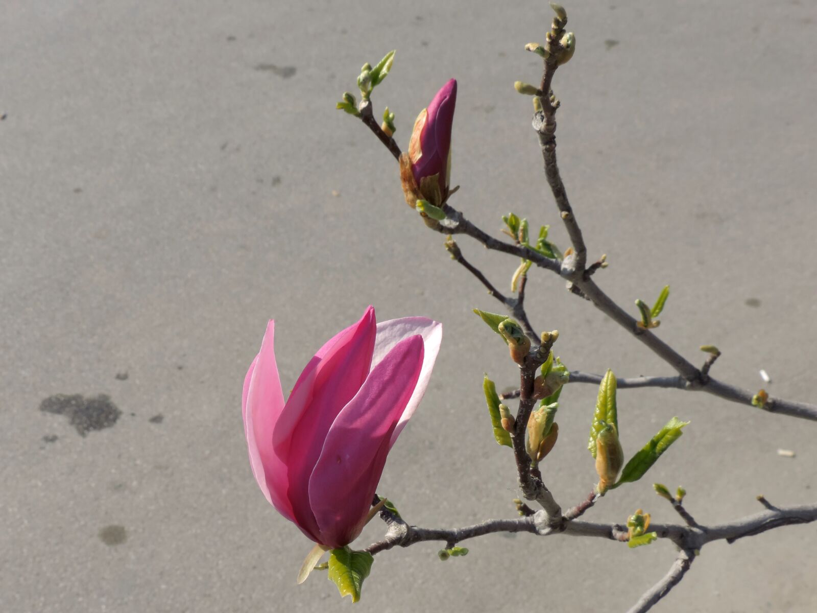 Nikon Coolpix P520 sample photo. Branches, magnolia, spring time photography