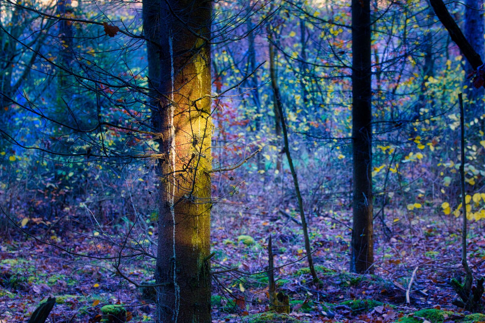 Canon EOS 6D sample photo. Ray of hope, sunlight photography