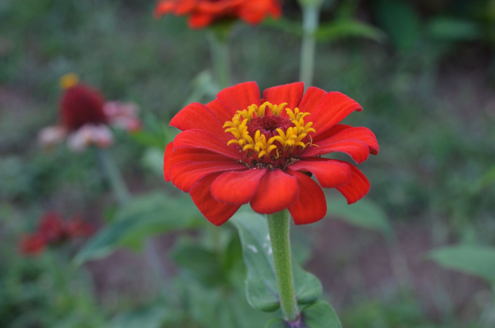 Nikon D5100 sample photo. Flower, garden, flowers photography
