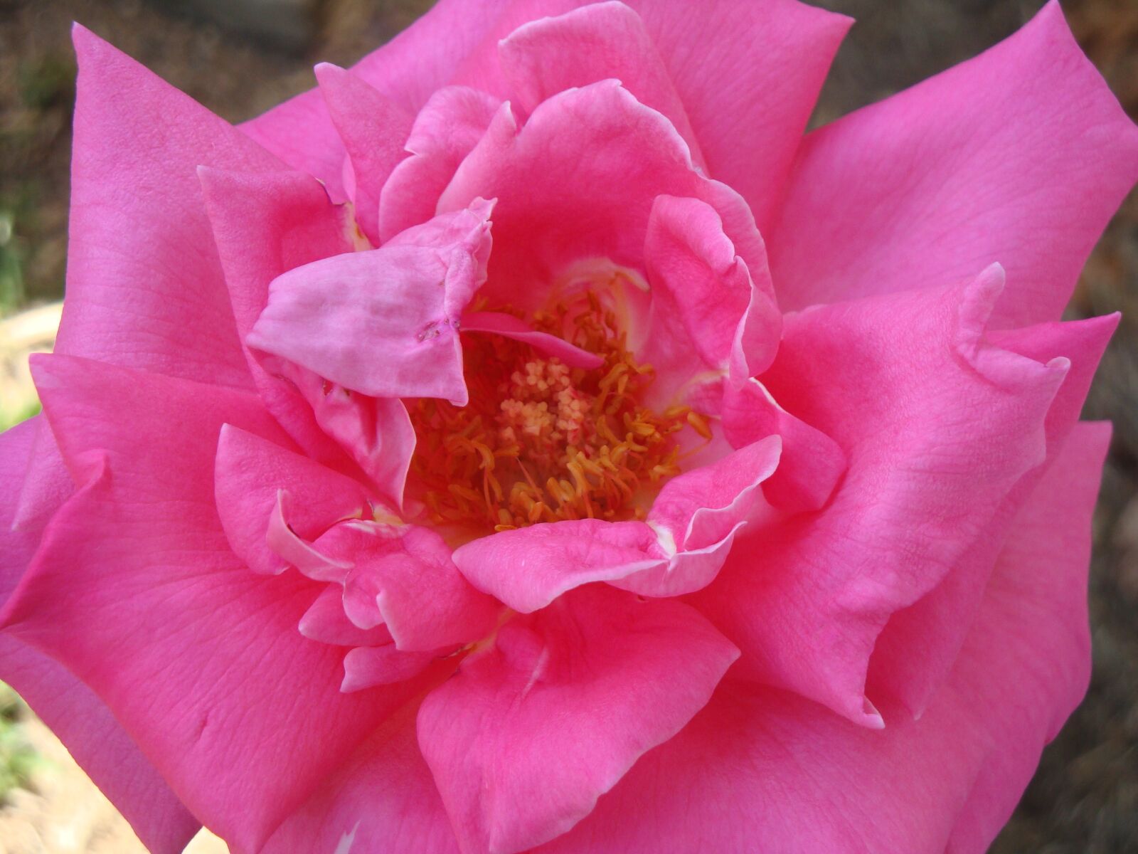 Sony Cyber-shot DSC-W150 sample photo. Rose, flower, blossom photography