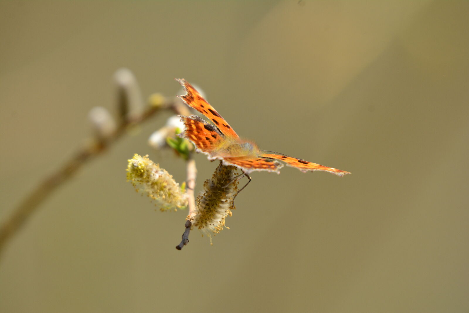 Nikon D7100 sample photo