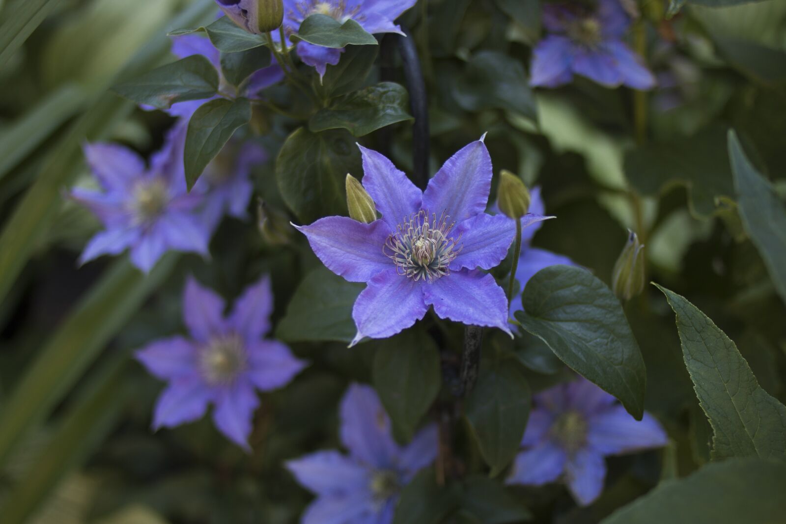 Canon EOS 70D + Canon EF 35mm F2 sample photo. Flower, purple, summer photography