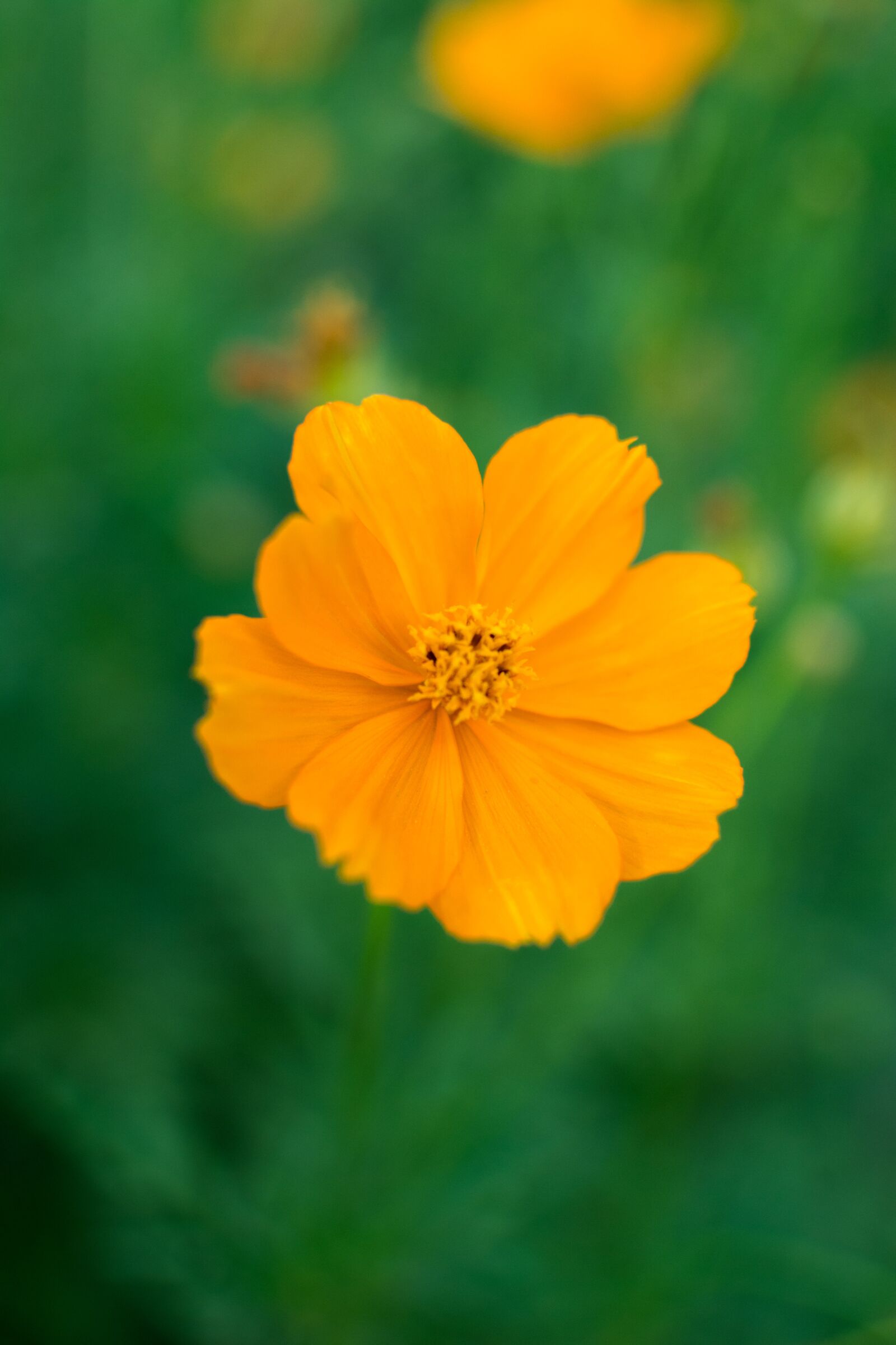 Nikon D7100 sample photo. Flower, marigold, flowers photography