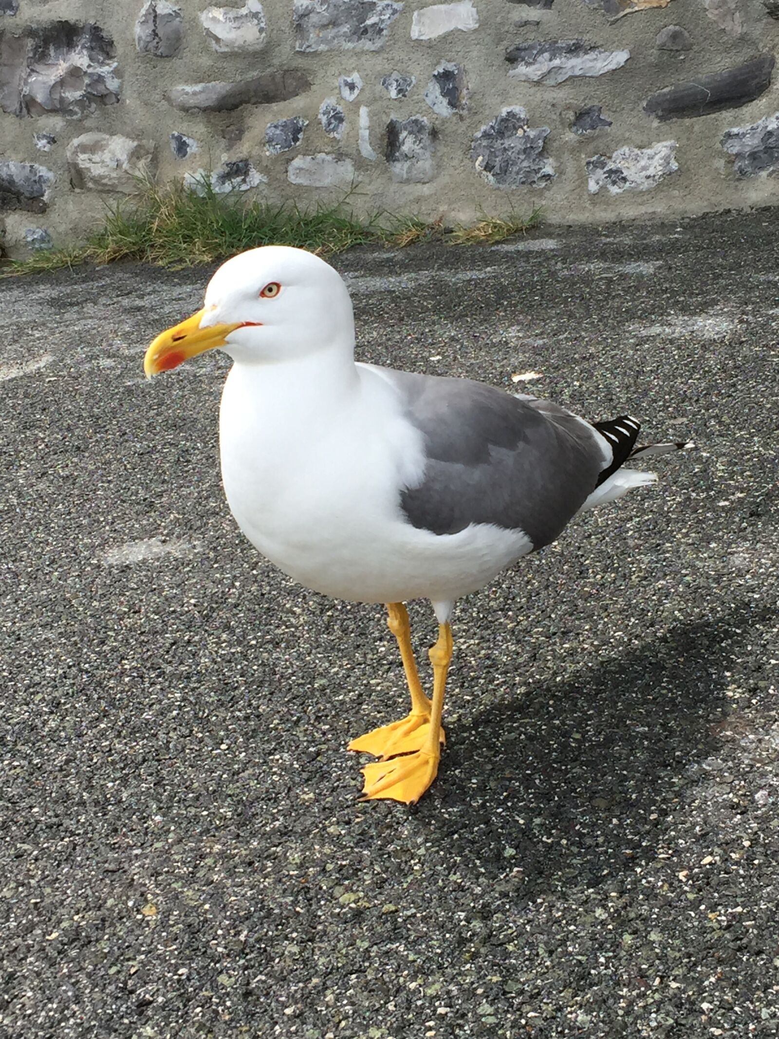 Apple iPhone 6 sample photo. Seagull, bird, yellow beak photography