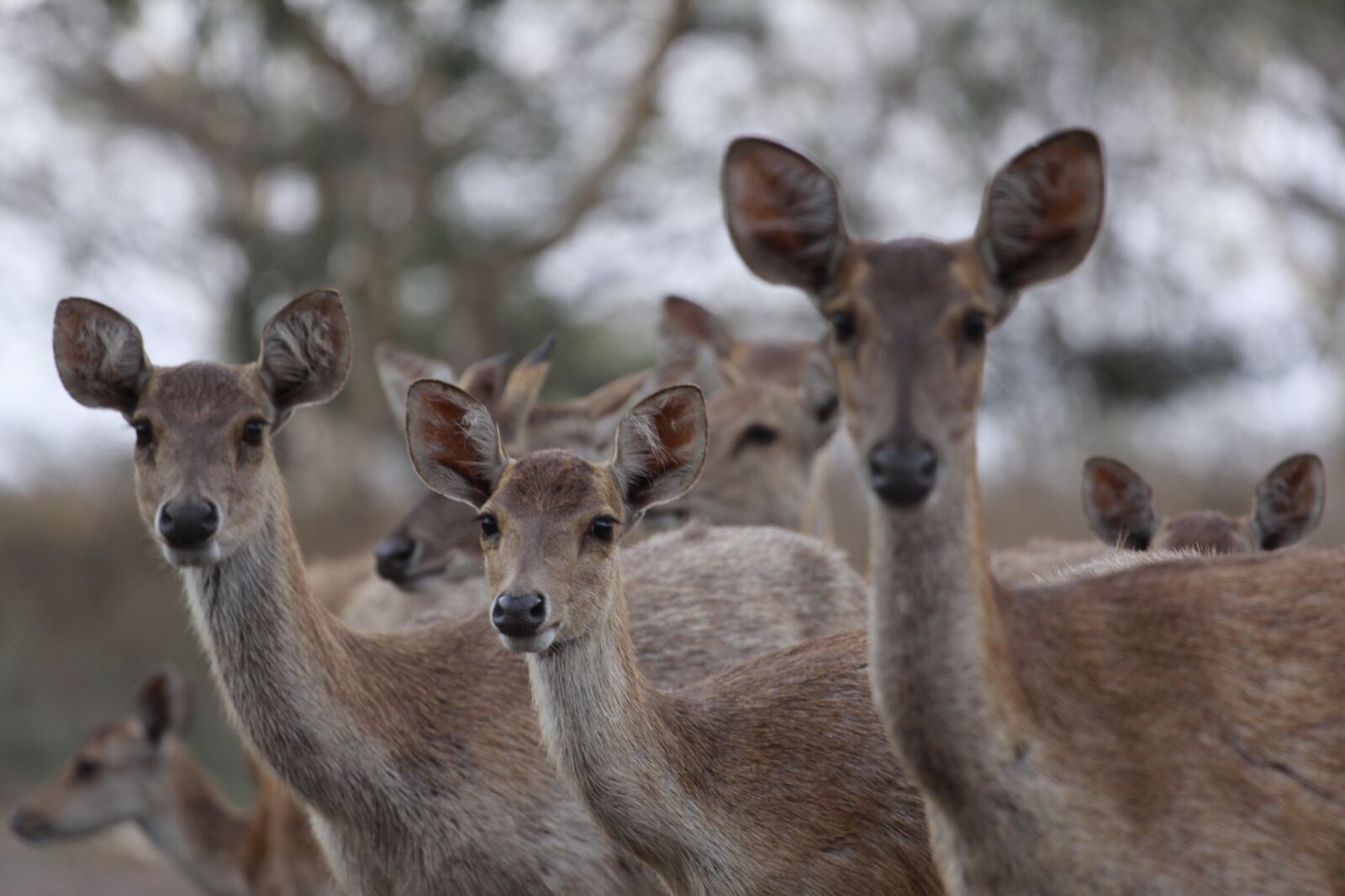 Canon EF 70-200mm F4L USM sample photo. Deer, wildlife, jungle photography