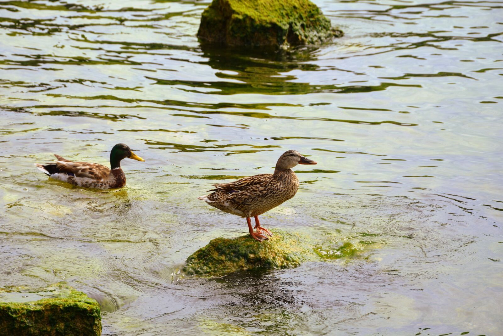 Nikon D7100 sample photo. Duck, swim, rest photography