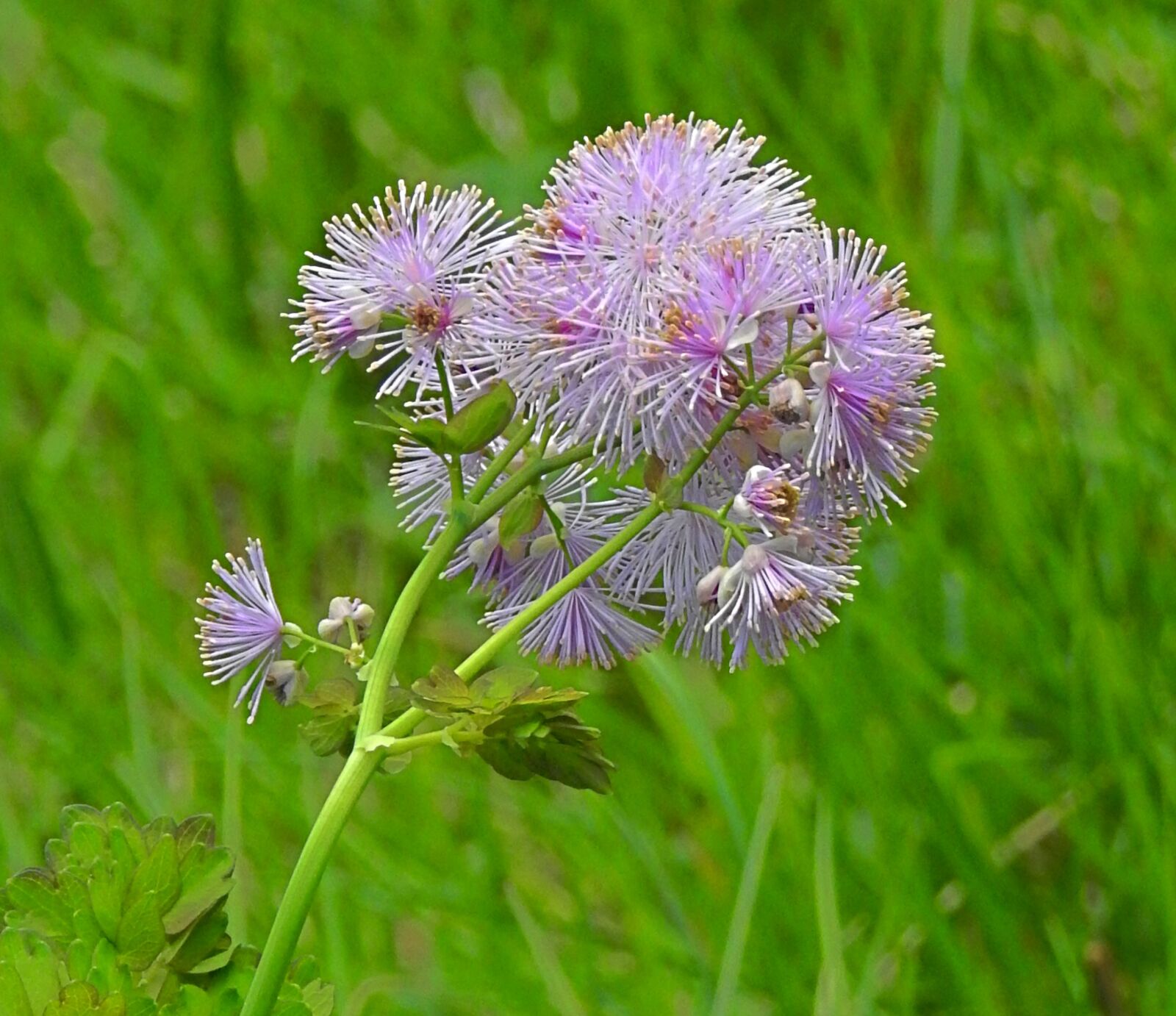 Nikon Coolpix P900 sample photo. Flower, pigamo, colombino photography