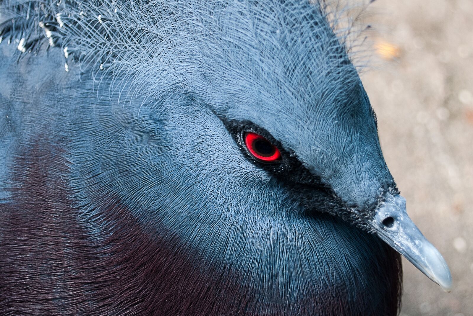 Nikon D3000 sample photo. Victoria, crown, pigeon photography