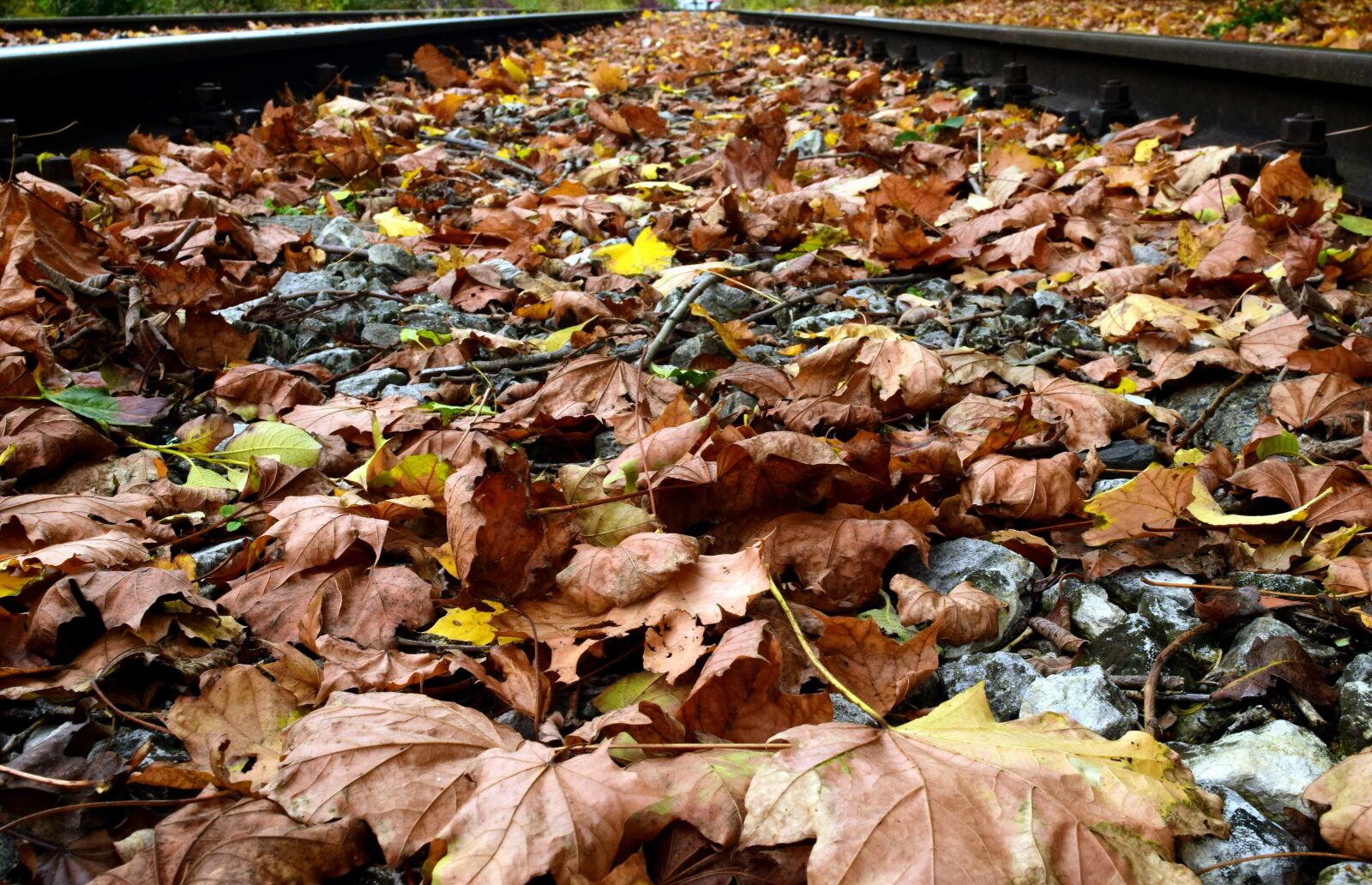 Nikon D3300 sample photo. Nature, environment, wood, leaf photography