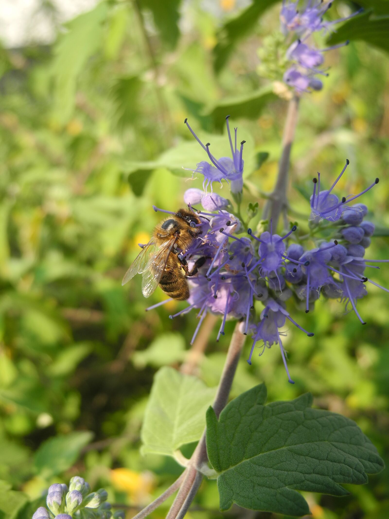 Nikon Coolpix P7000 sample photo. Bee, forage, purple flower photography