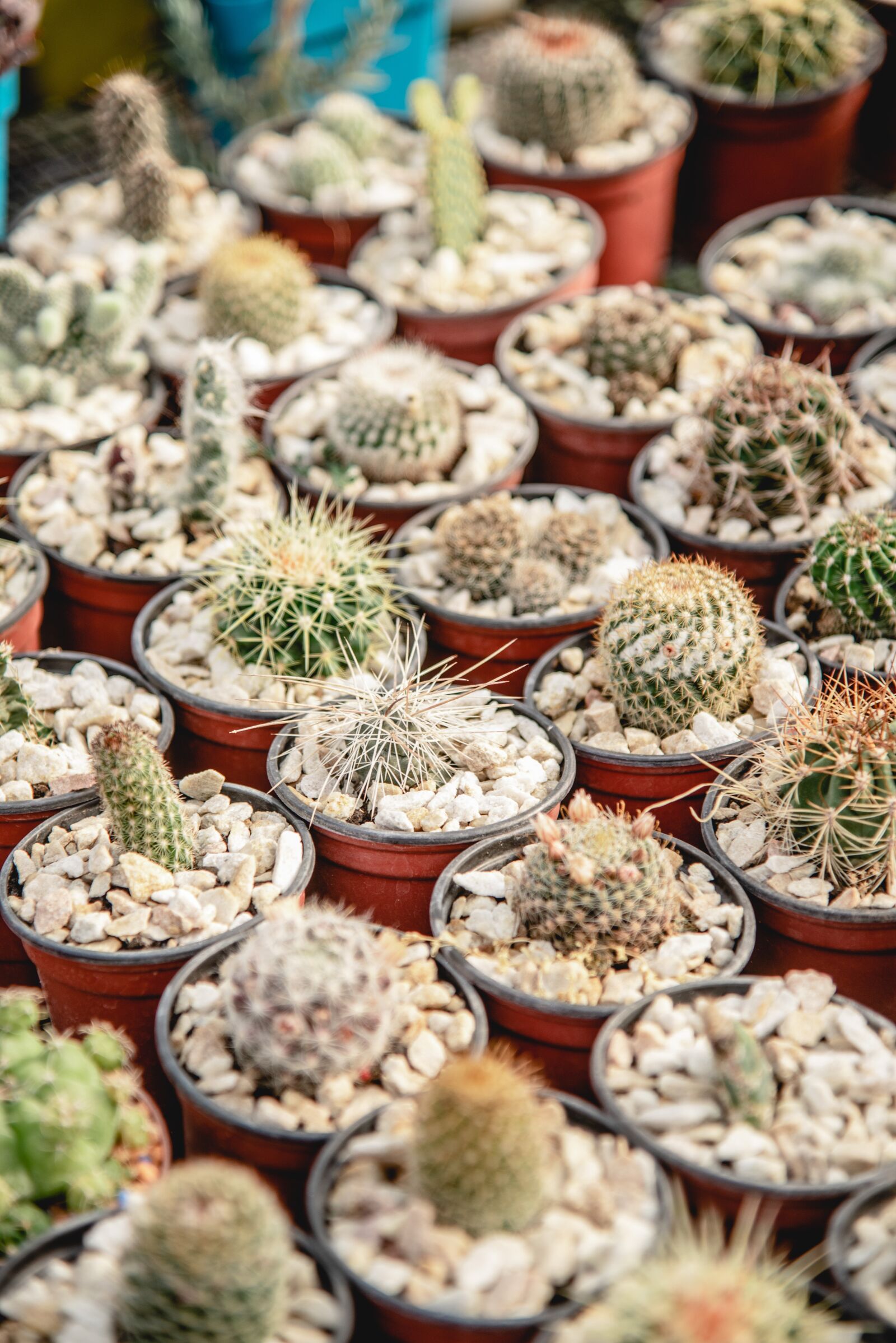 Nikon D750 sample photo. Nature, plants, relax photography
