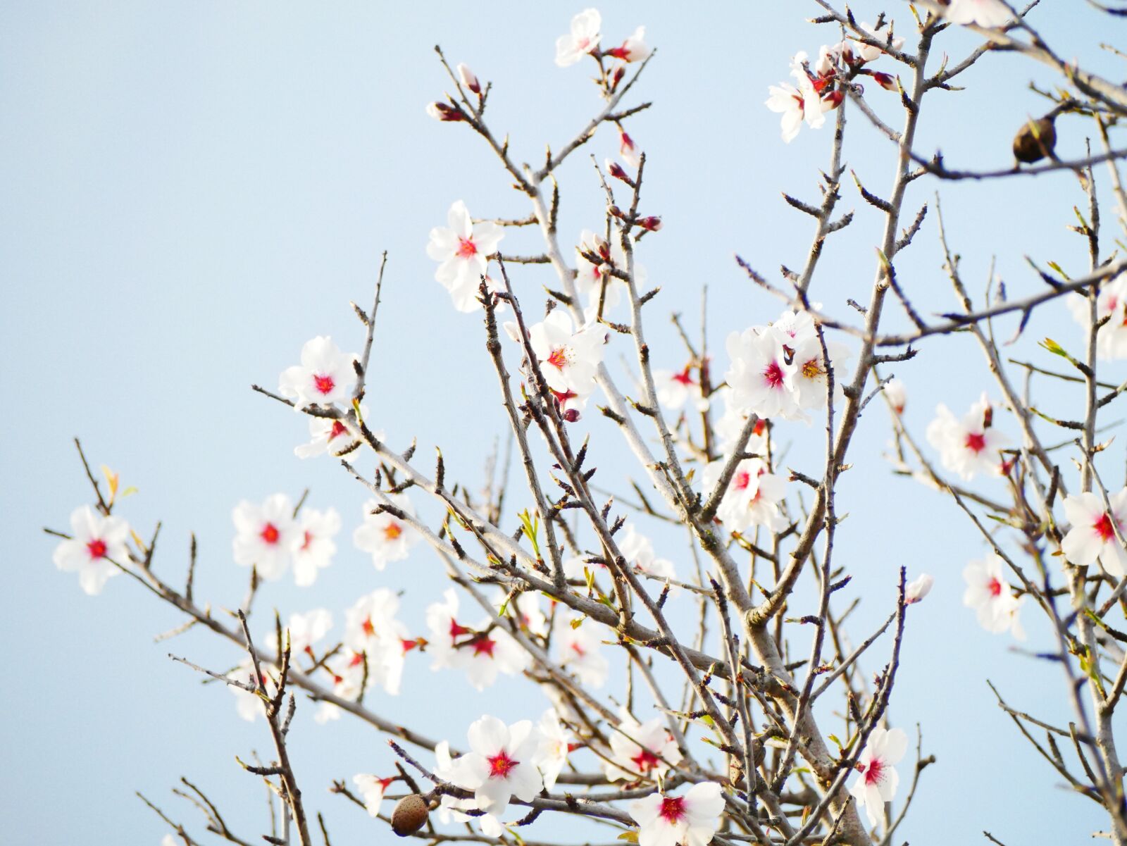 Panasonic Lumix DMC-GX85 (Lumix DMC-GX80 / Lumix DMC-GX7 Mark II) sample photo. Almond blossom, february, almond photography